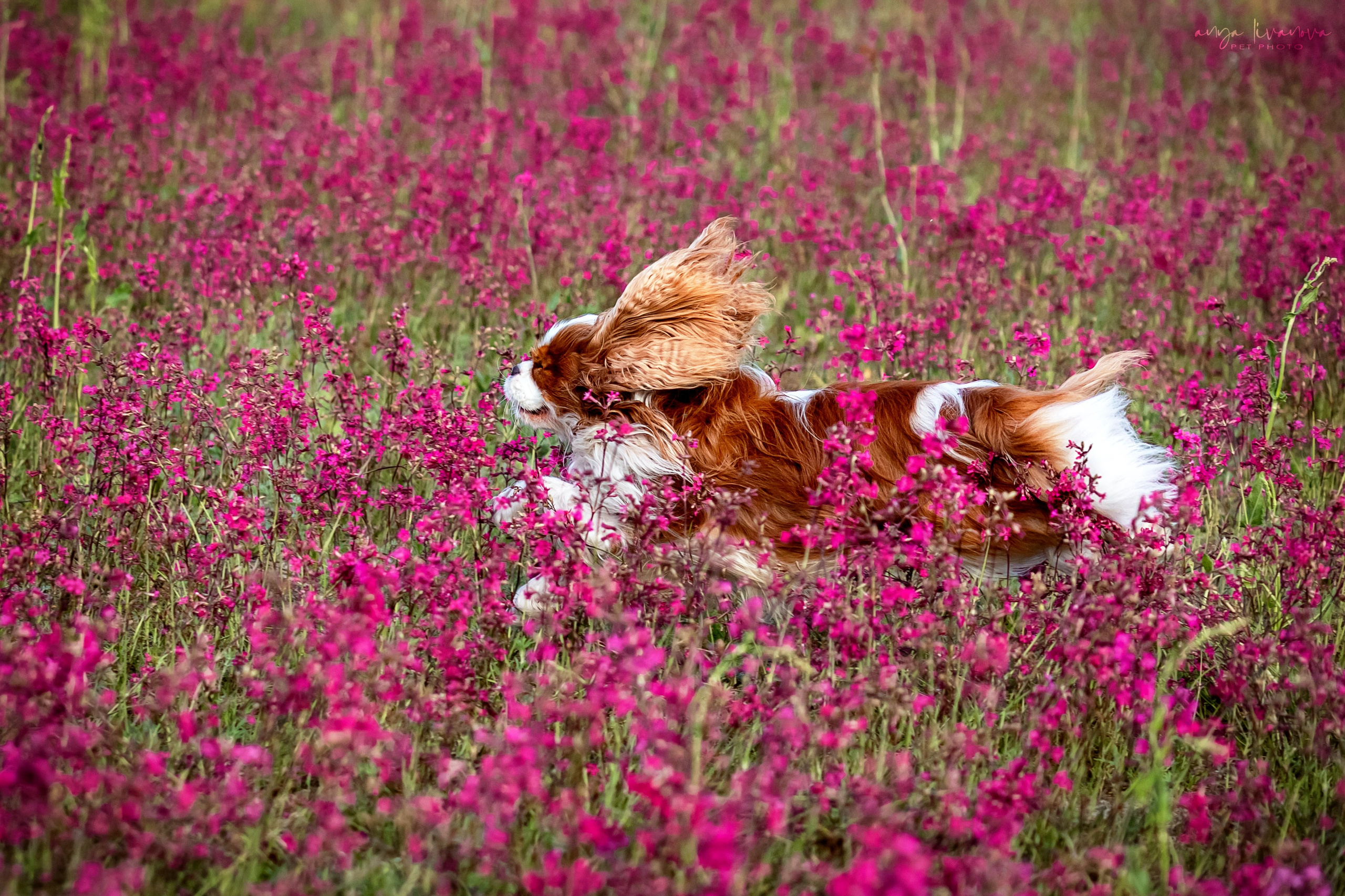 Смолка клейкая. Фотограф анималист Аня Ливанова | Рыбинск