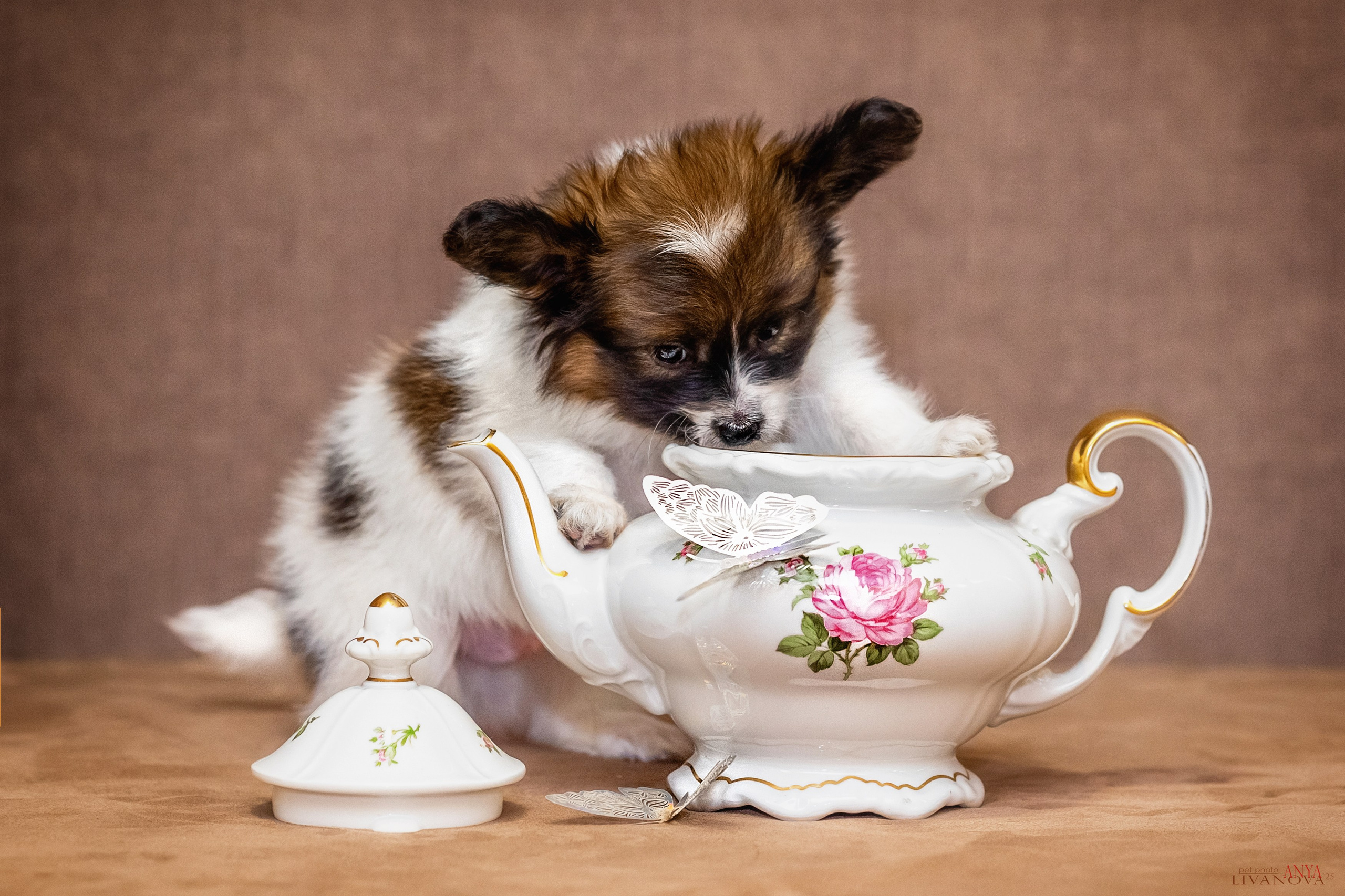 Папийончики. Фотограф анималист Аня Ливанова | Рыбинск