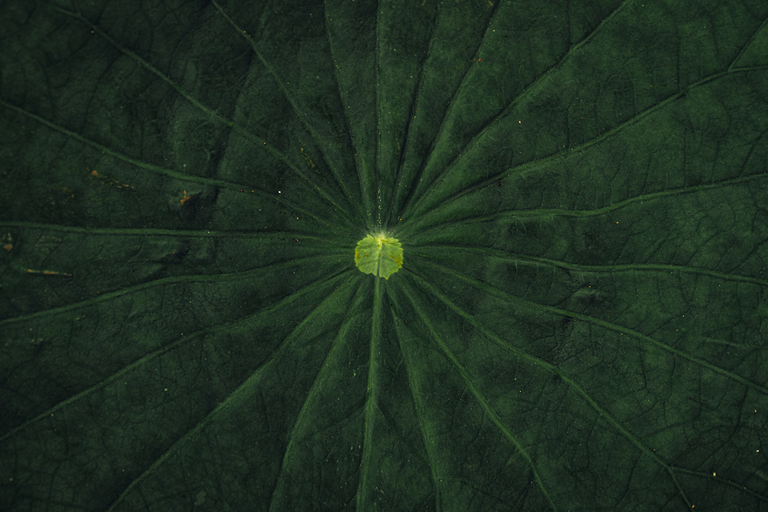 Проект Пруд лотосов. Ivan Zaitsev (IZIART) — 通过照片和视频创建文化代码