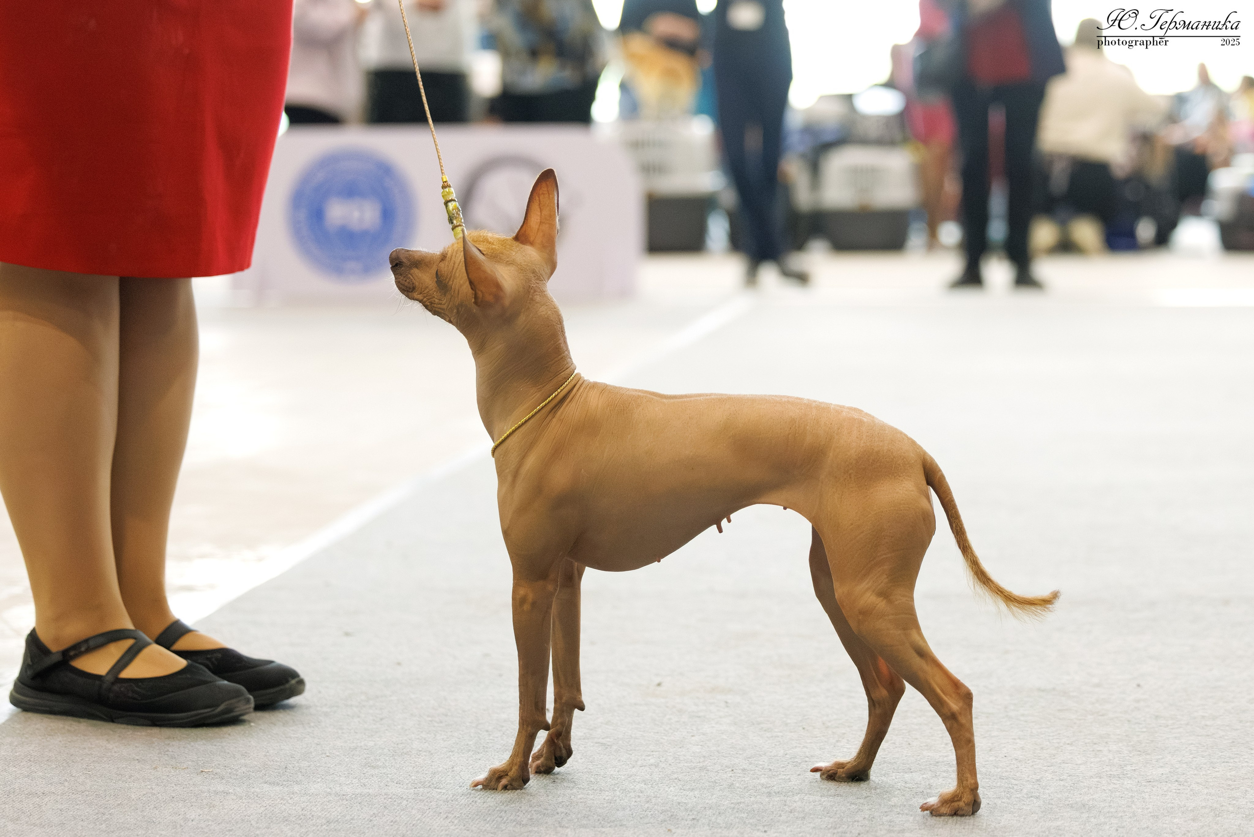 Астана 2хCACIB 3-4.05.2025. Фотограф-анималист Юлия Германика