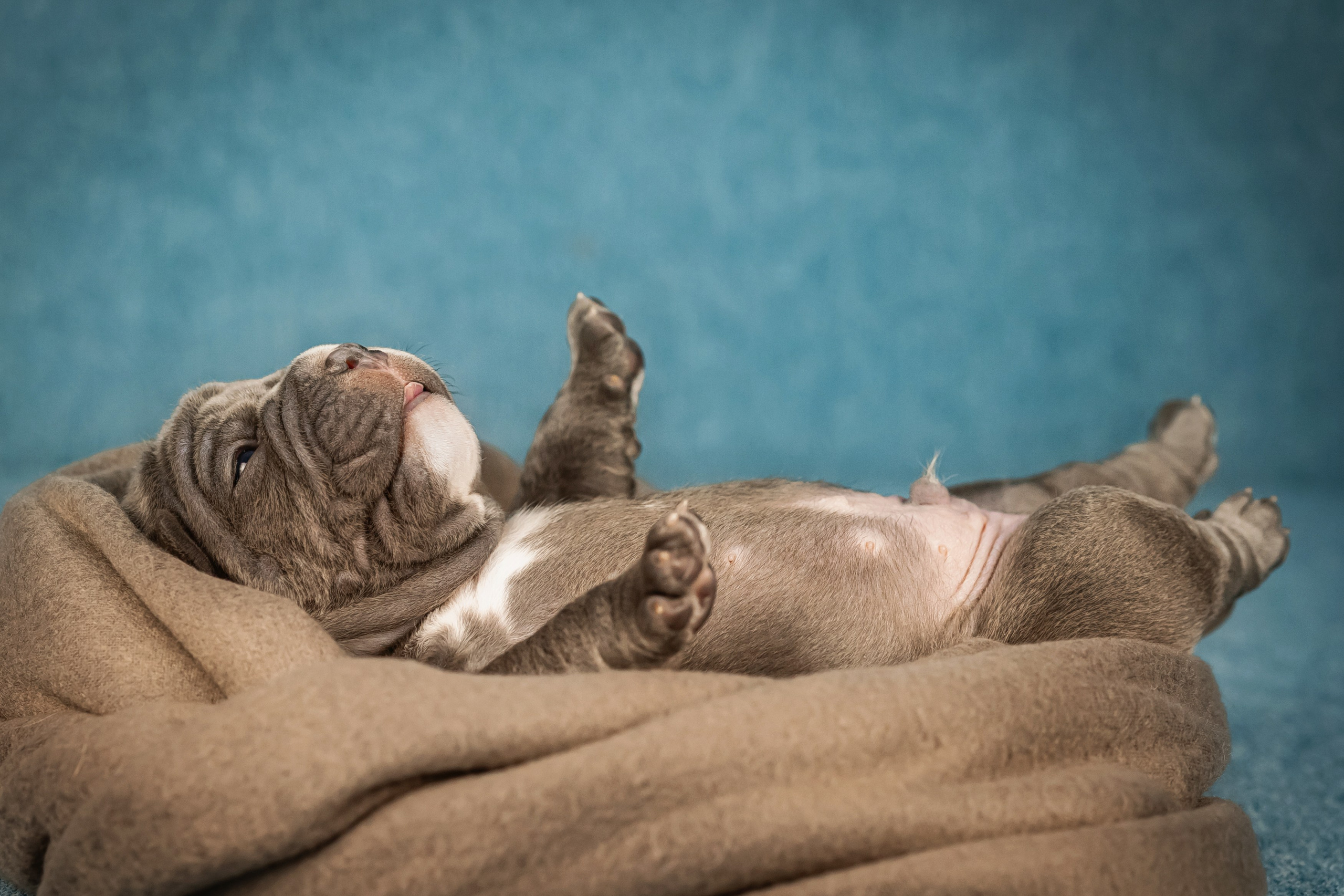 Амбулли. Фотограф анималист Аня Ливанова | Рыбинск