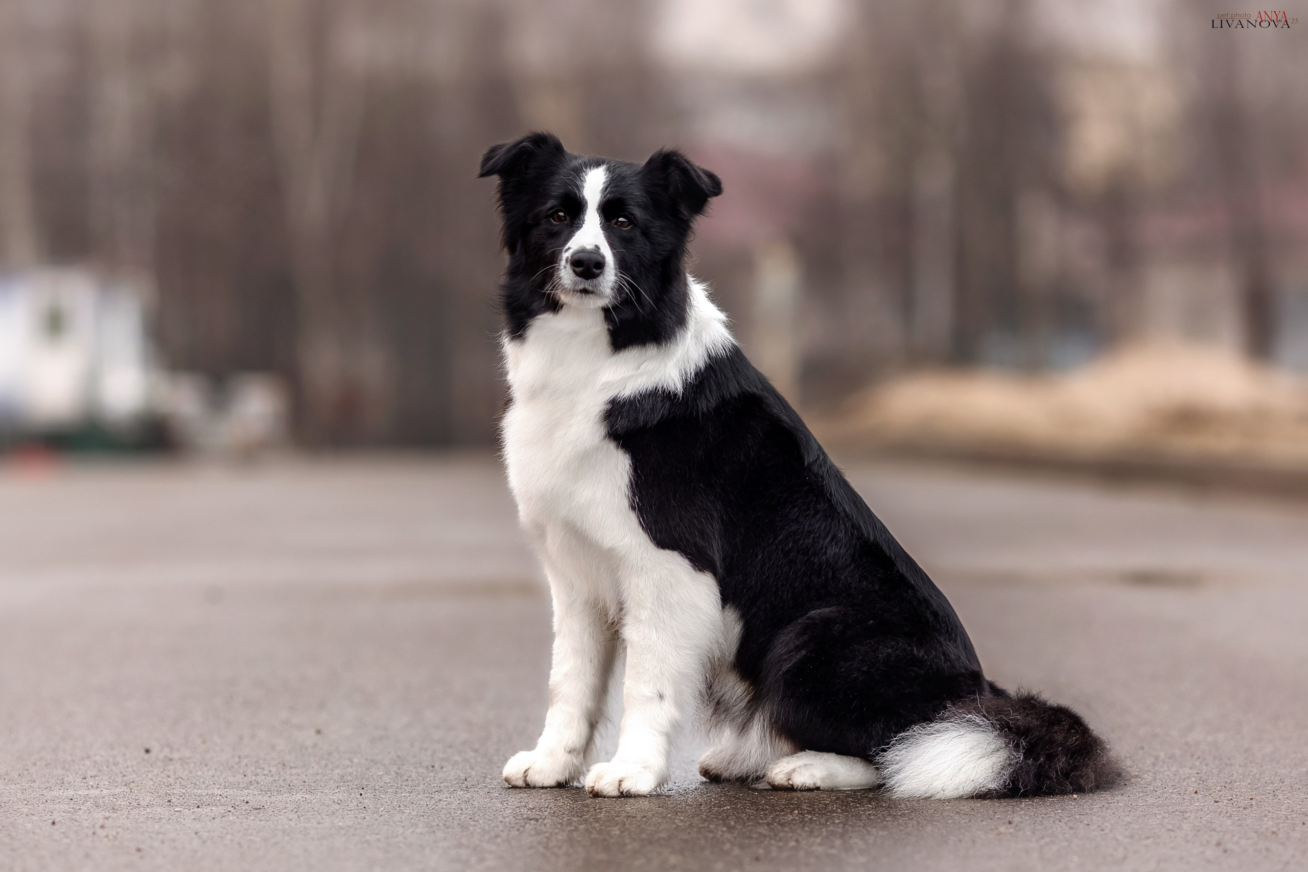 Майли. Фотограф анималист Аня Ливанова | Рыбинск
