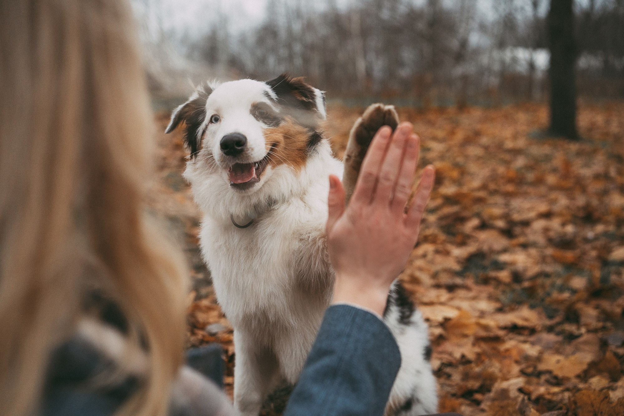 Лиза и Бублик. Фотограф анималист в Москве и Санкт-Петербурге Свиридова Анна