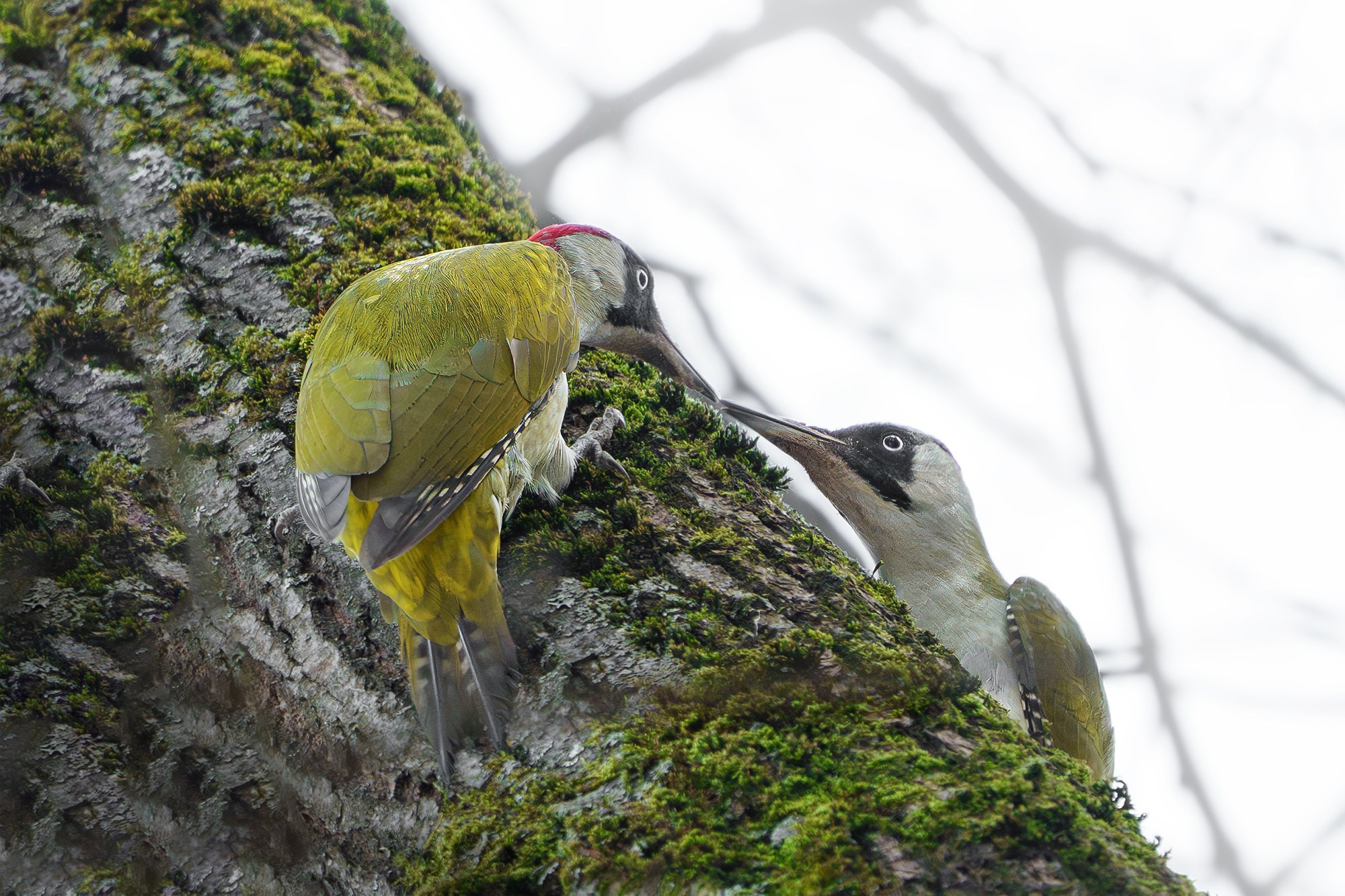 Удивительные мир птиц. Вокруг нас столько прекрасного — присмотритесь!. Ваш личный фотограф Марина Волкова