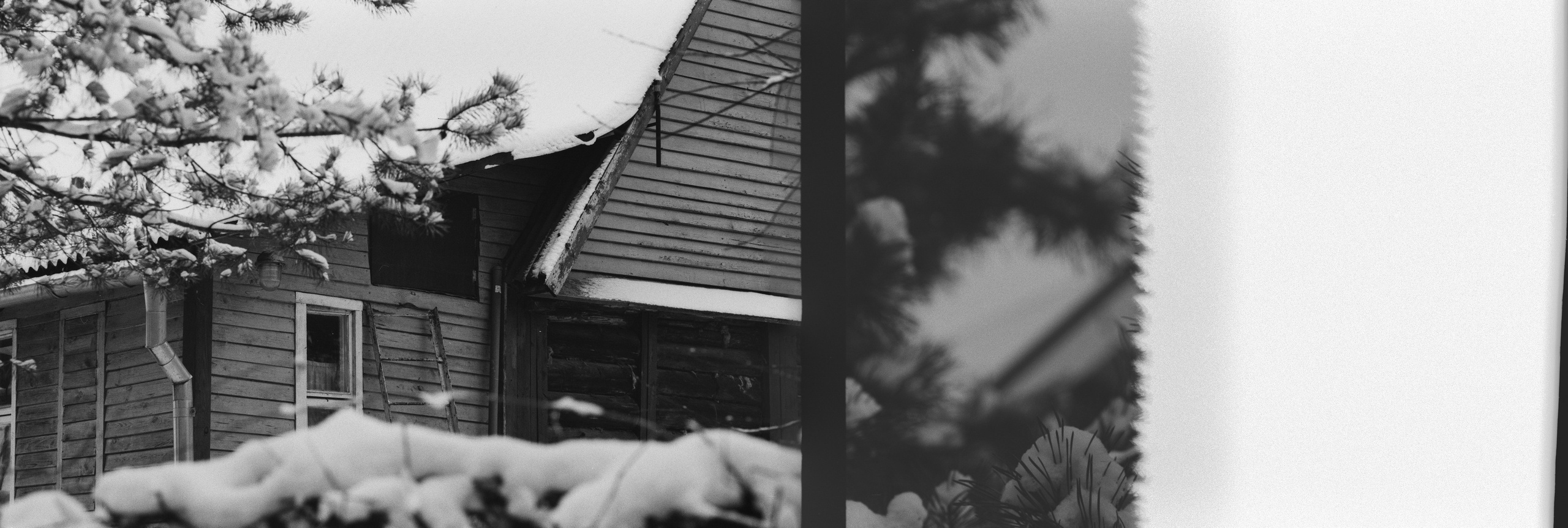 Contax N1 / Carl Zeiss Makro Sonnar 100 mm f/2.8 / Давыдовское