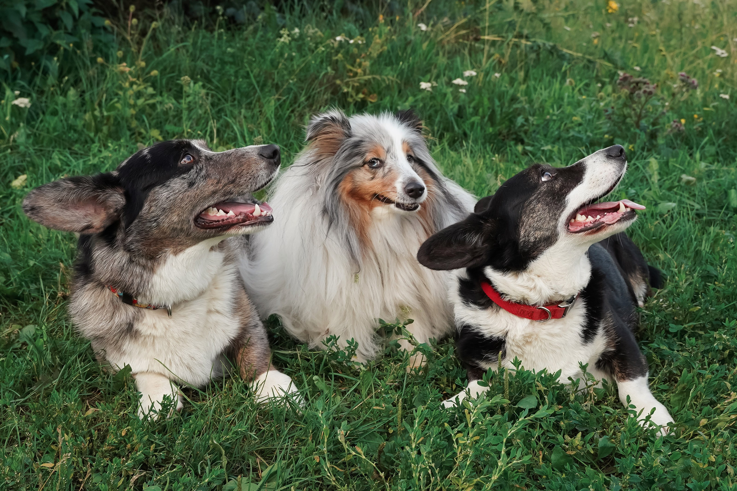 Прогулки. Фотограф-анималист, портретный фотограф в Чебоксарах Мария Садыкова