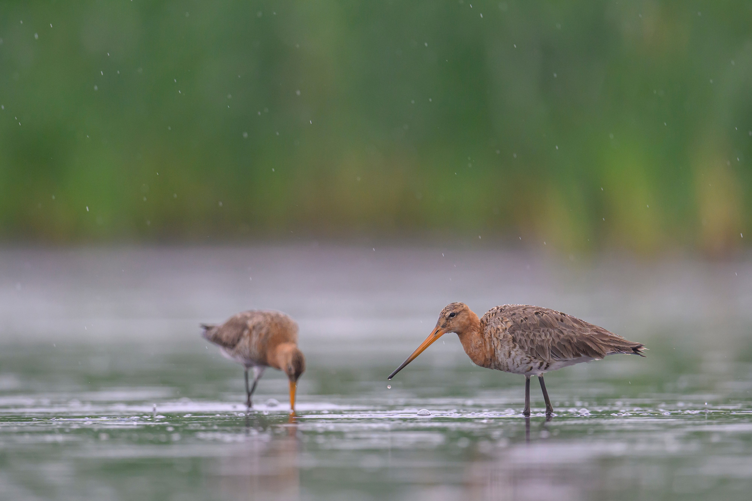 Кулики. Wildlife photography by Sergey Puponin