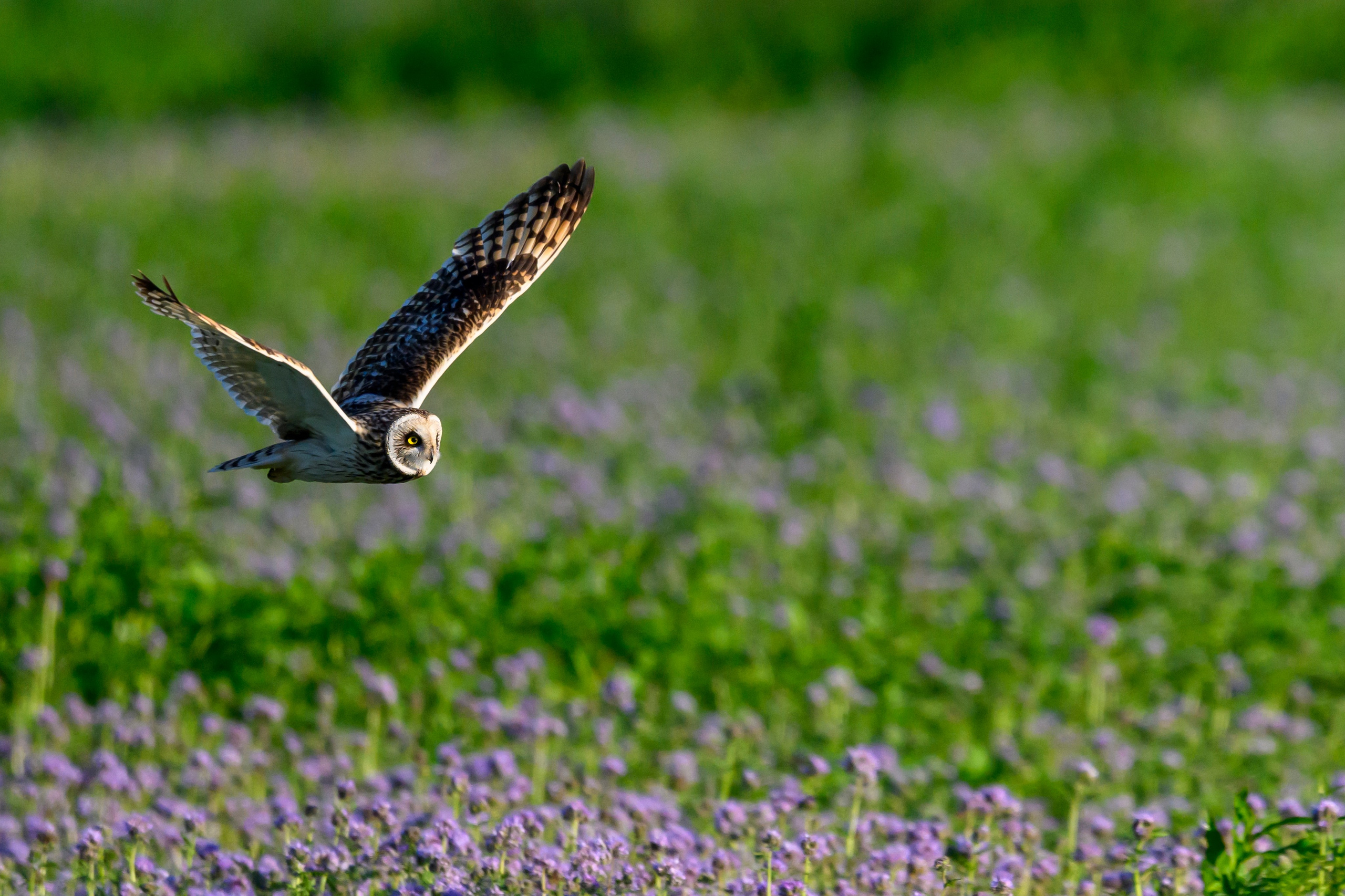 Охота совы. Фотограф Сергей Пупонин