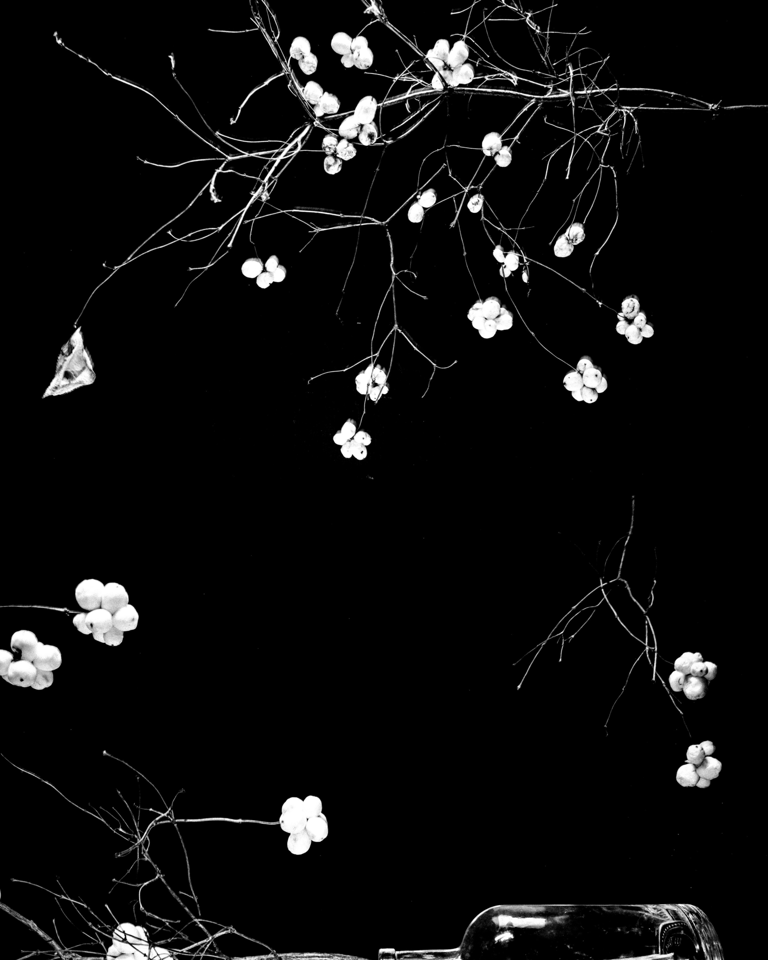 Природа &. Фотохудожник в СПб