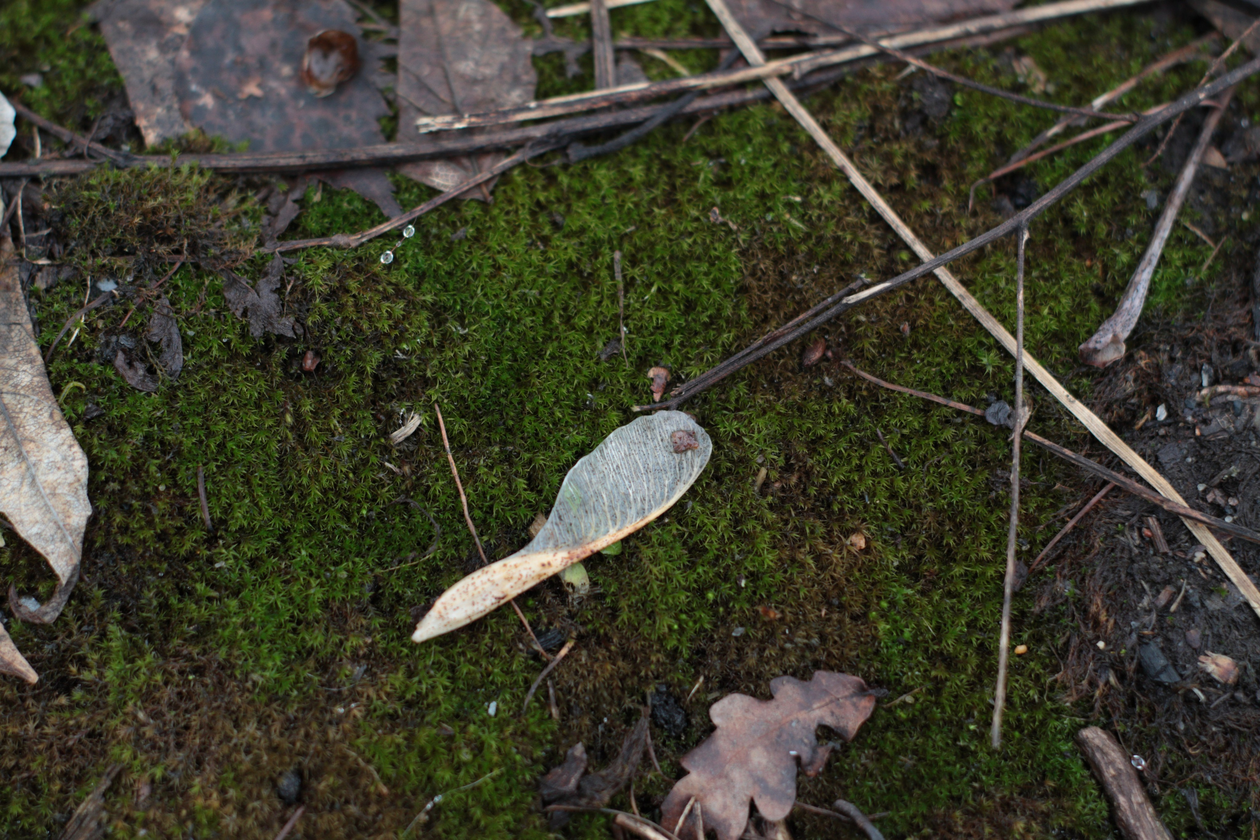 Старое природное, отбирала Katamount (Катерина Горохова). Главная