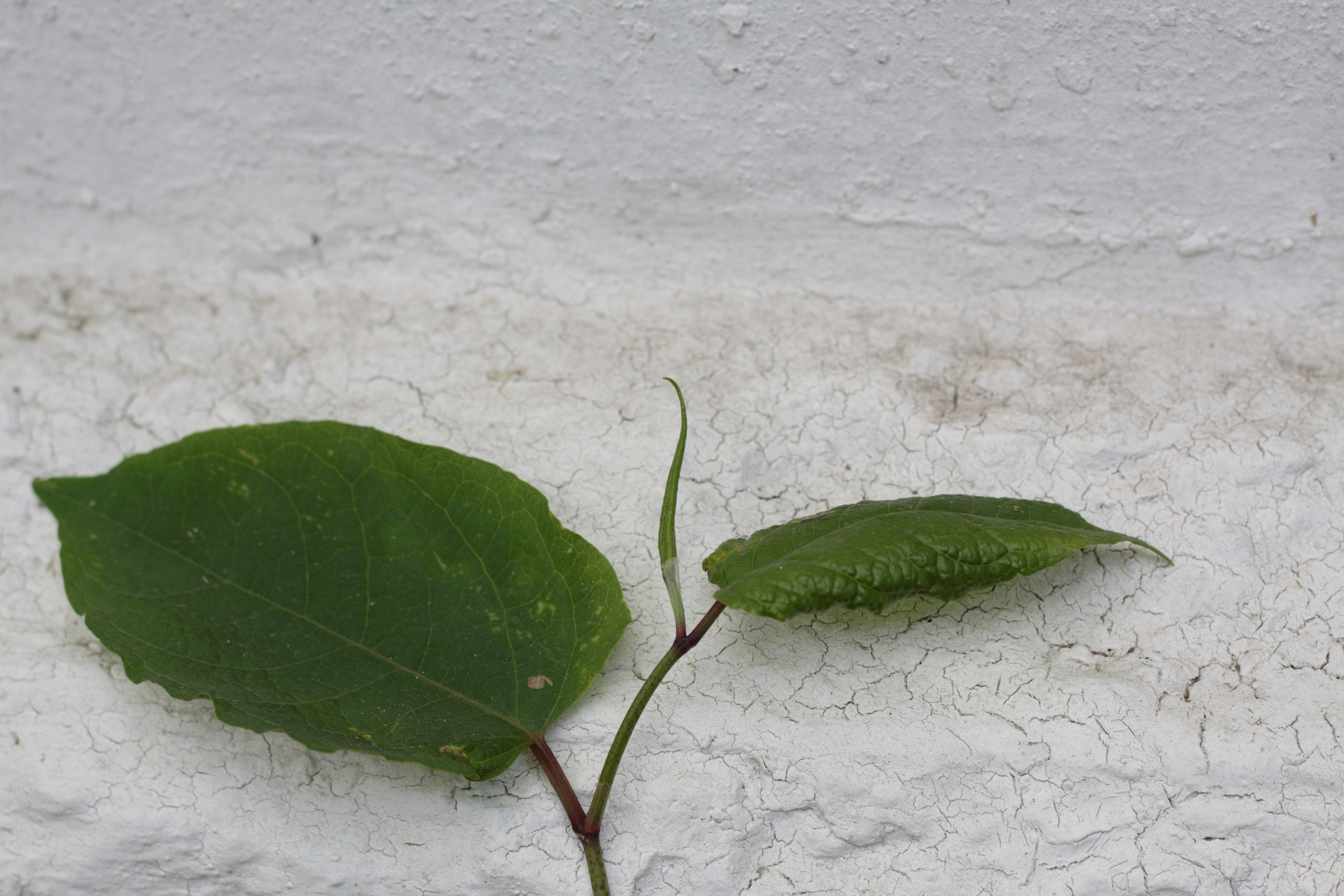 Старое природное, отбирала Katamount (Катерина Горохова). Главная