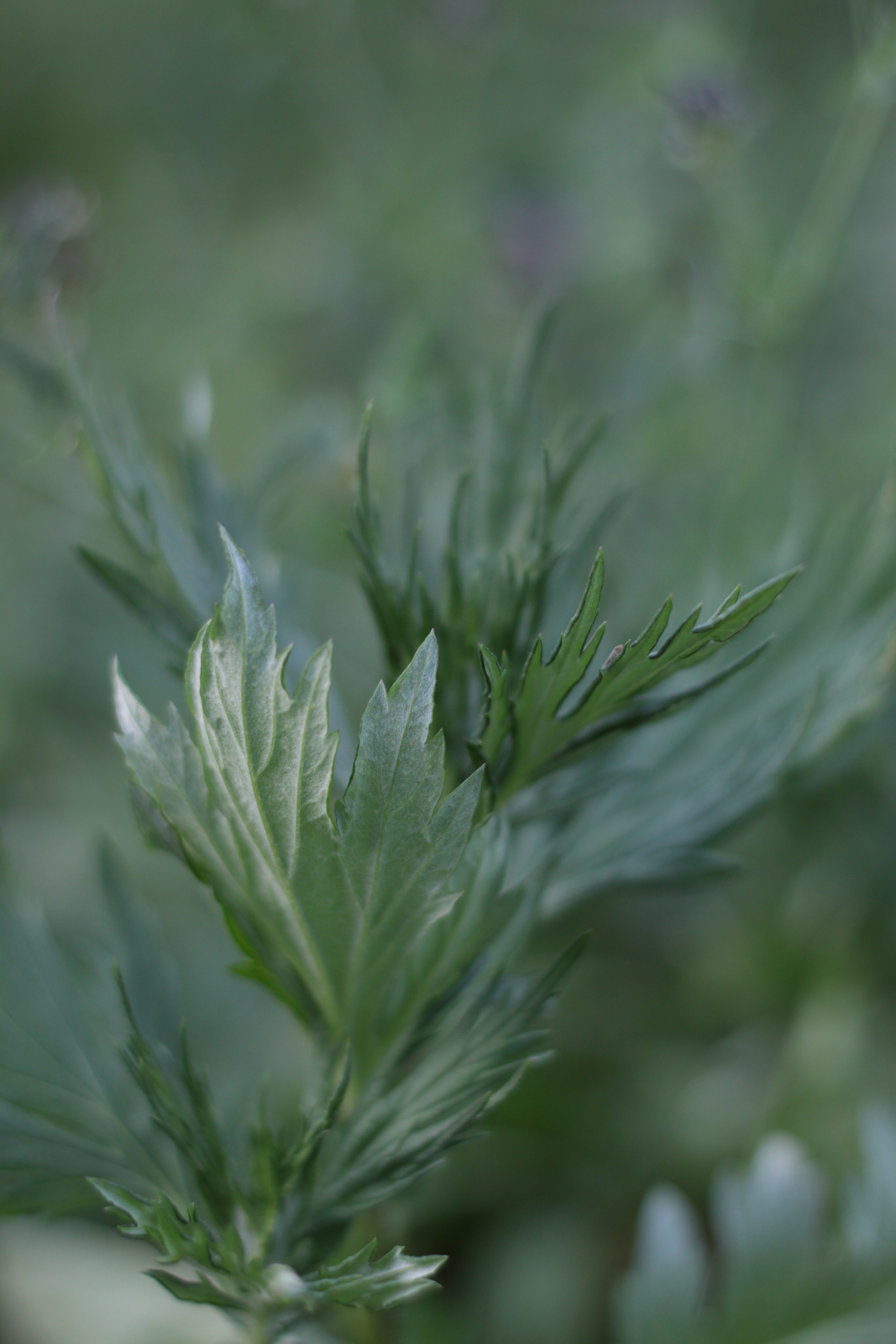 Старое природное, отбирала Katamount (Катерина Горохова). Главная