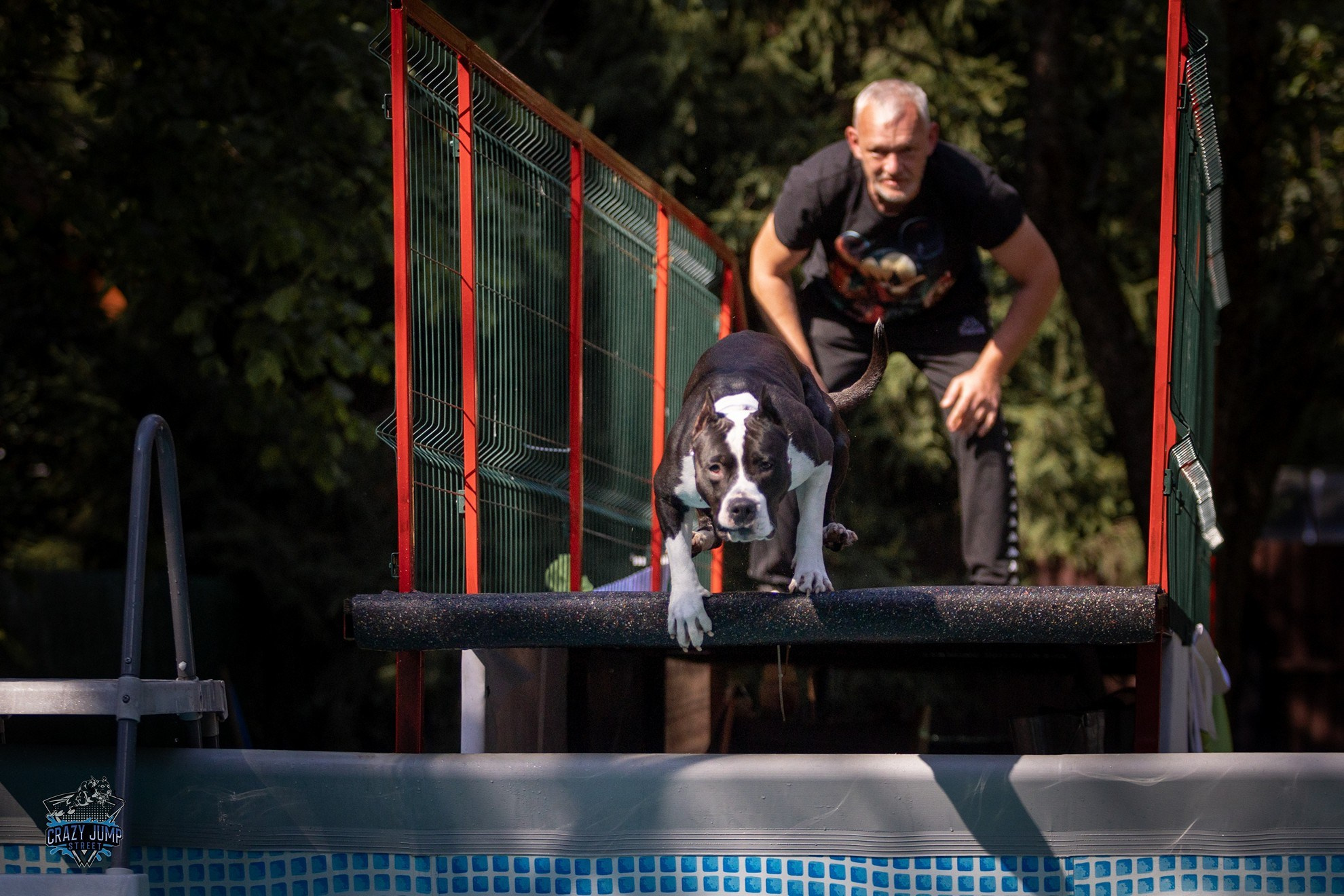 Собаки, спорт, Док дайвинг. Свадебный и репортажный фотограф в Москве и Московской области