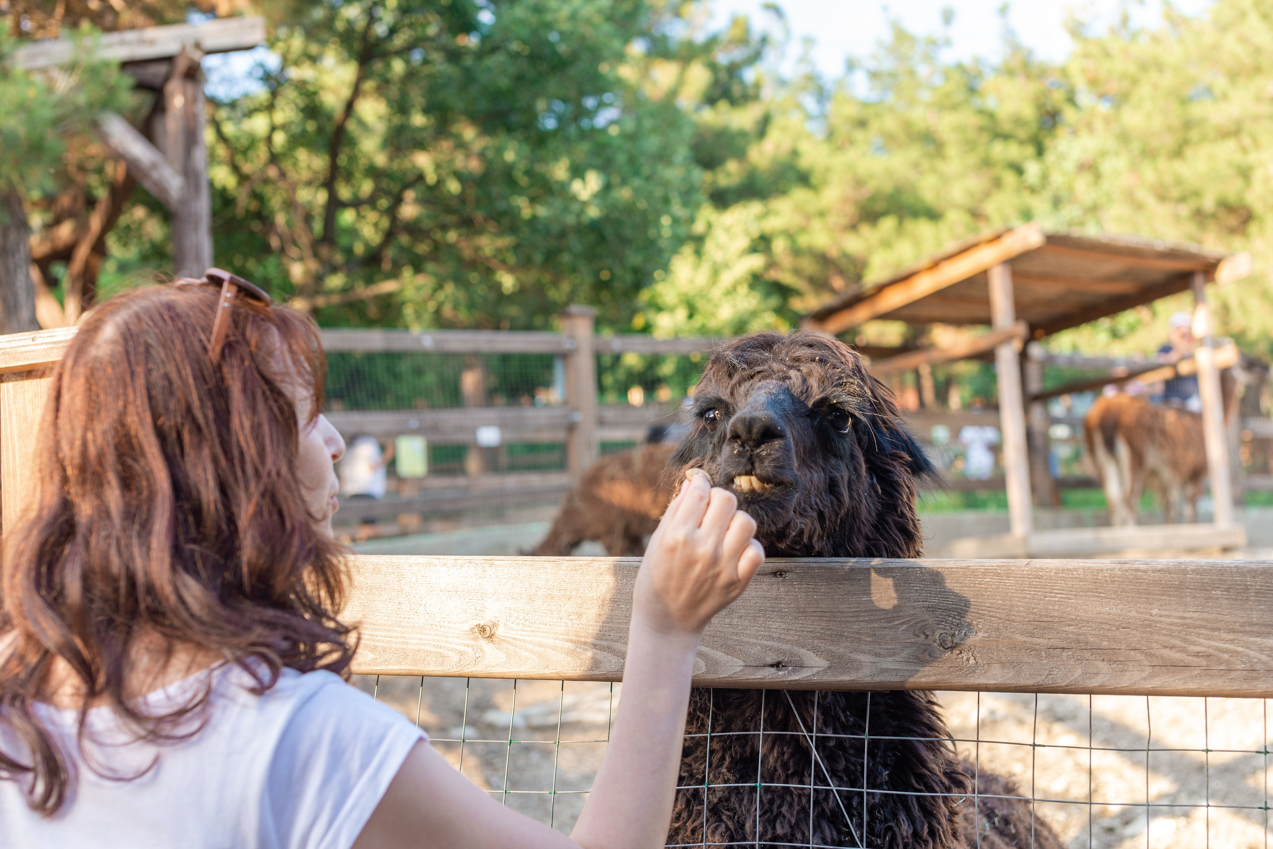 Июнь–Июль Отпуск Белореченск, Геленджик. Семейный, Свадебный фотограф СПБ Питер— Романова Екатерина