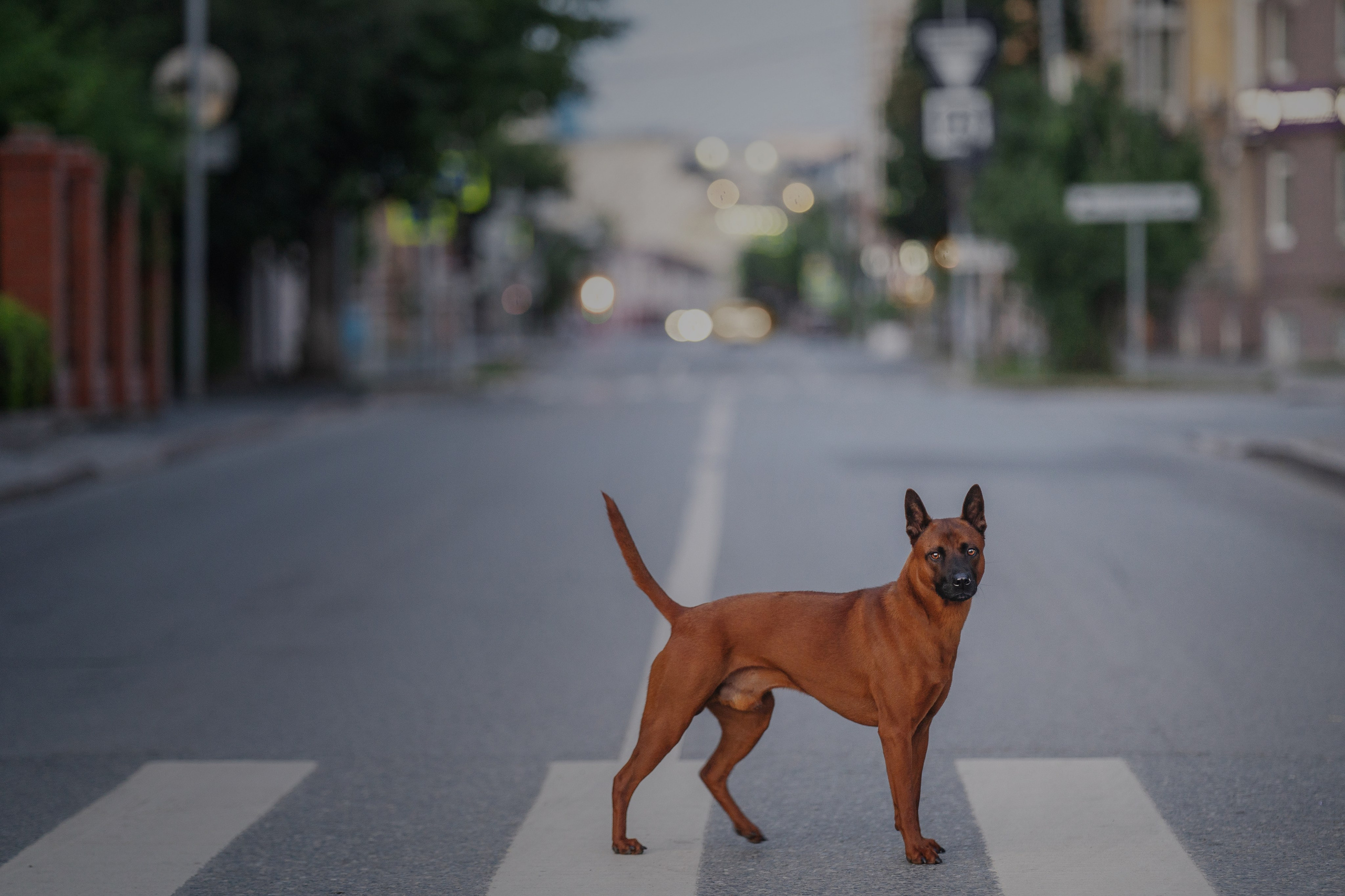 Лин + Вегас. Kameramotor74