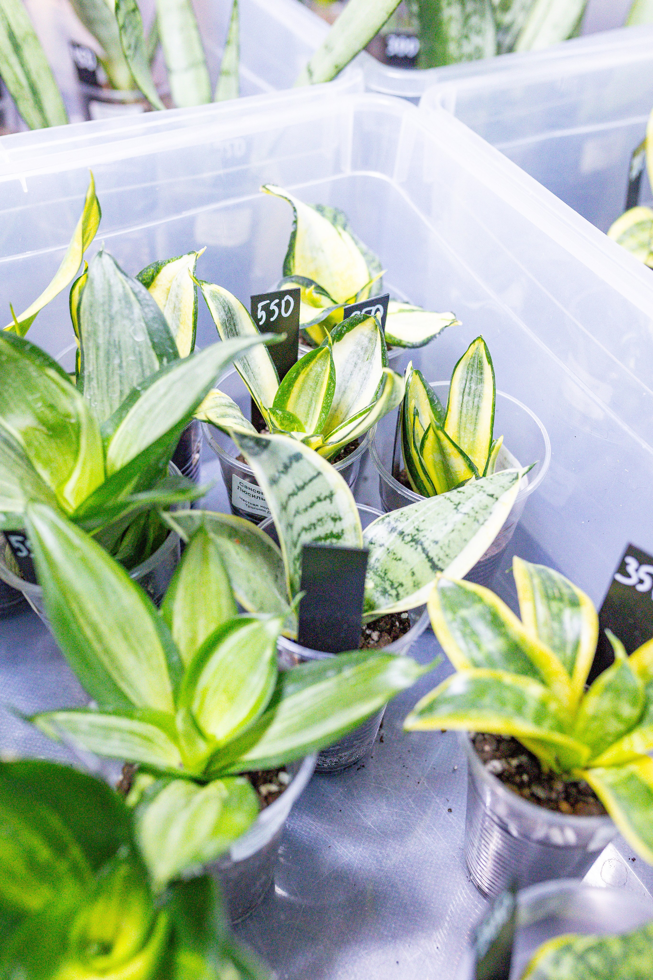 Growbox 5лет. Александра Куликова фотограф, Москва