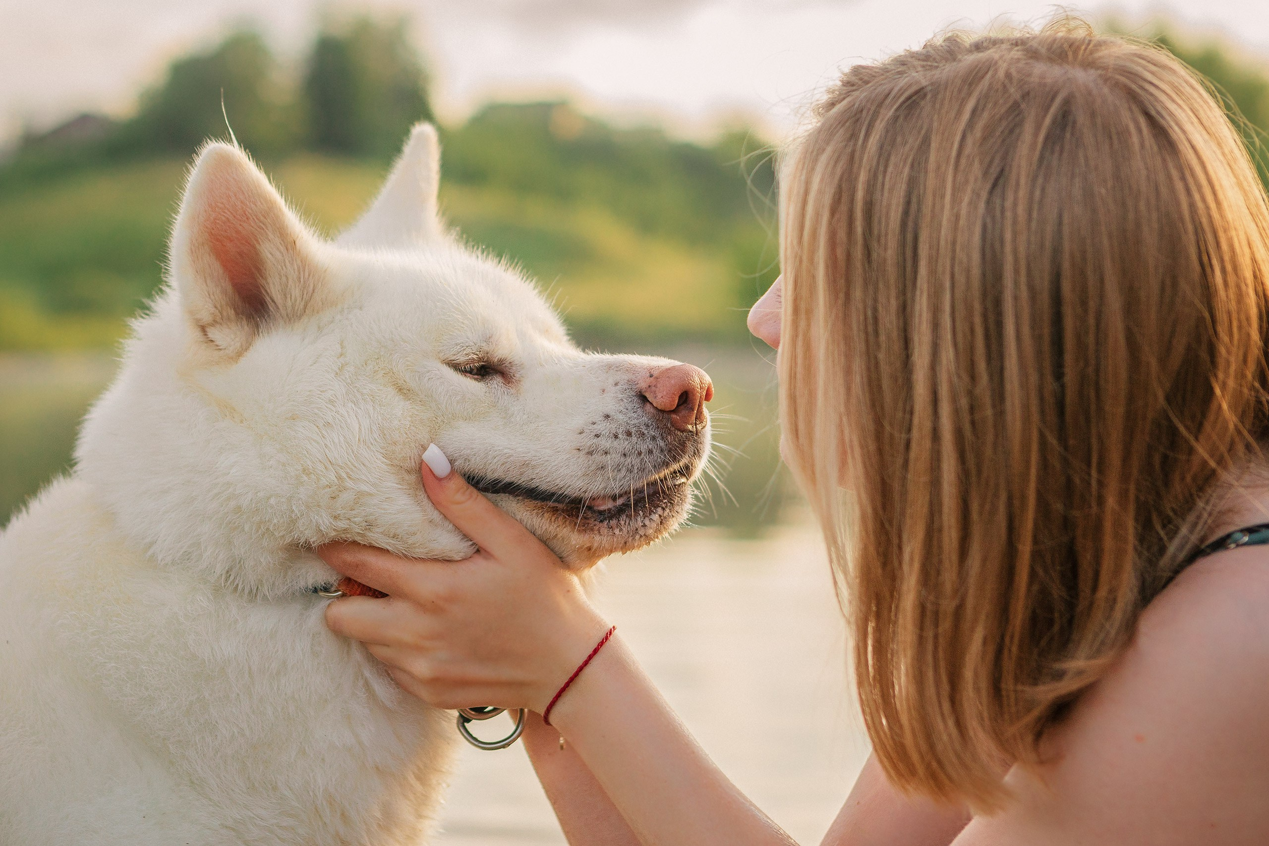 Таня и команда на рассвете. Фотограф анималист Кузнецова Анна Нижний Новгород