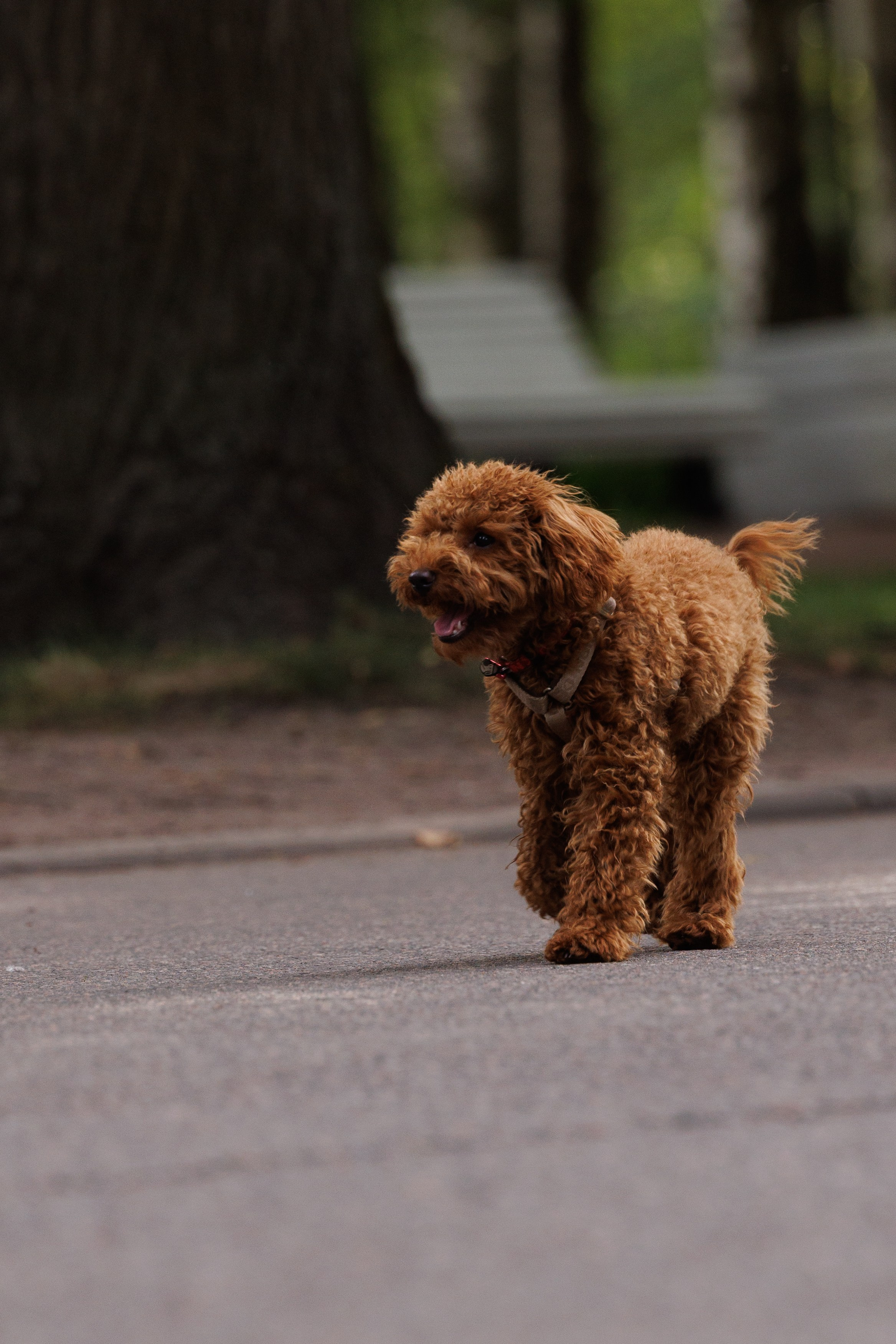 PetShopDays2026. Фотограф Александр Заломаев