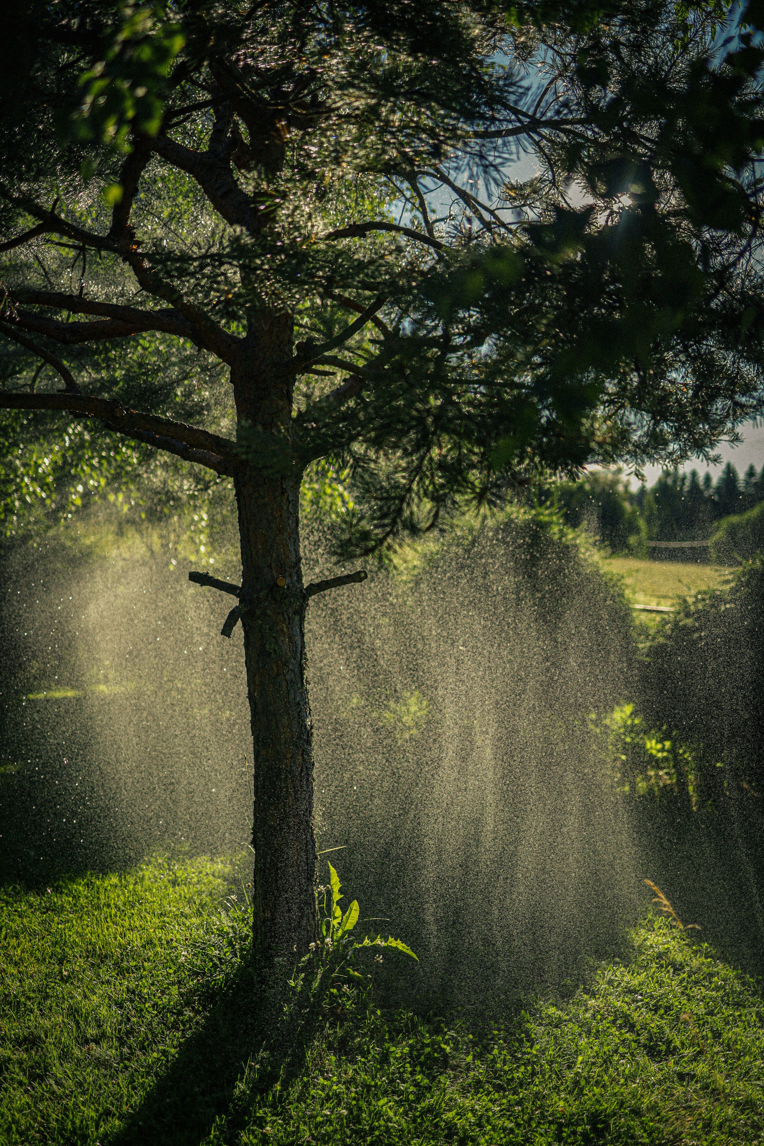 Природа &. Фотохудожник в СПб