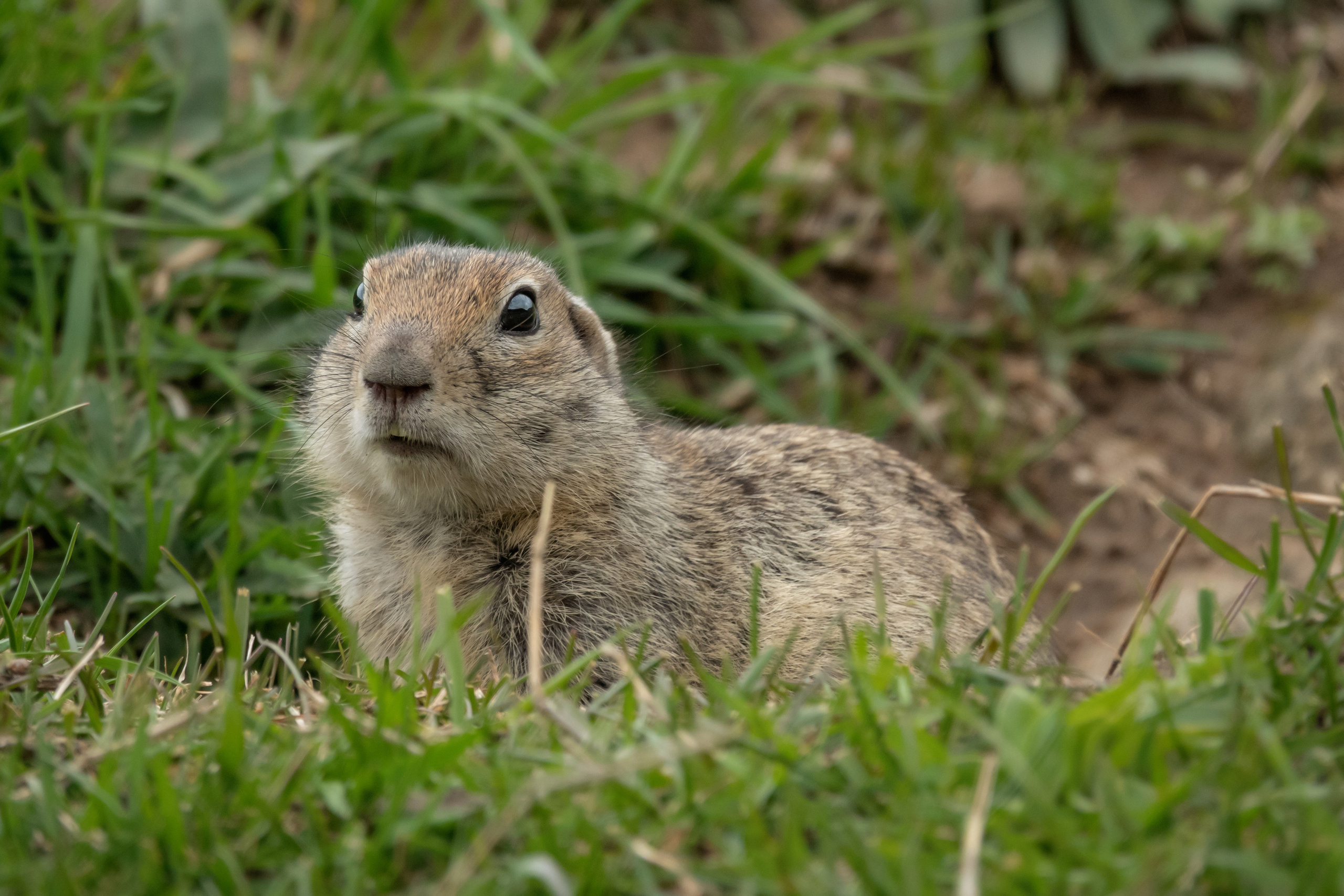 Джил-Су, Кавказ, КБР. Фотограф-анималист в Москве Юлия Лайхо