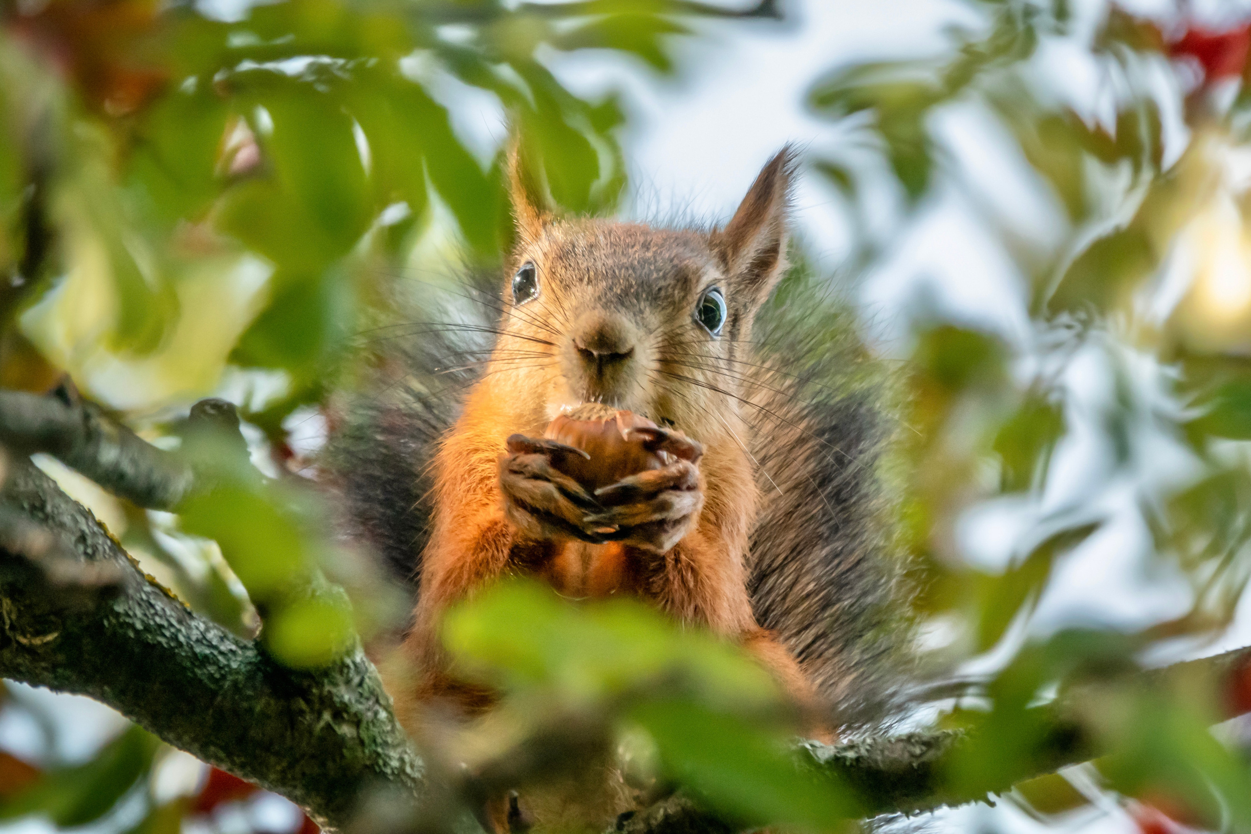 Фотоохота на белочек. Фотограф-анималист в Москве Юлия Лайхо