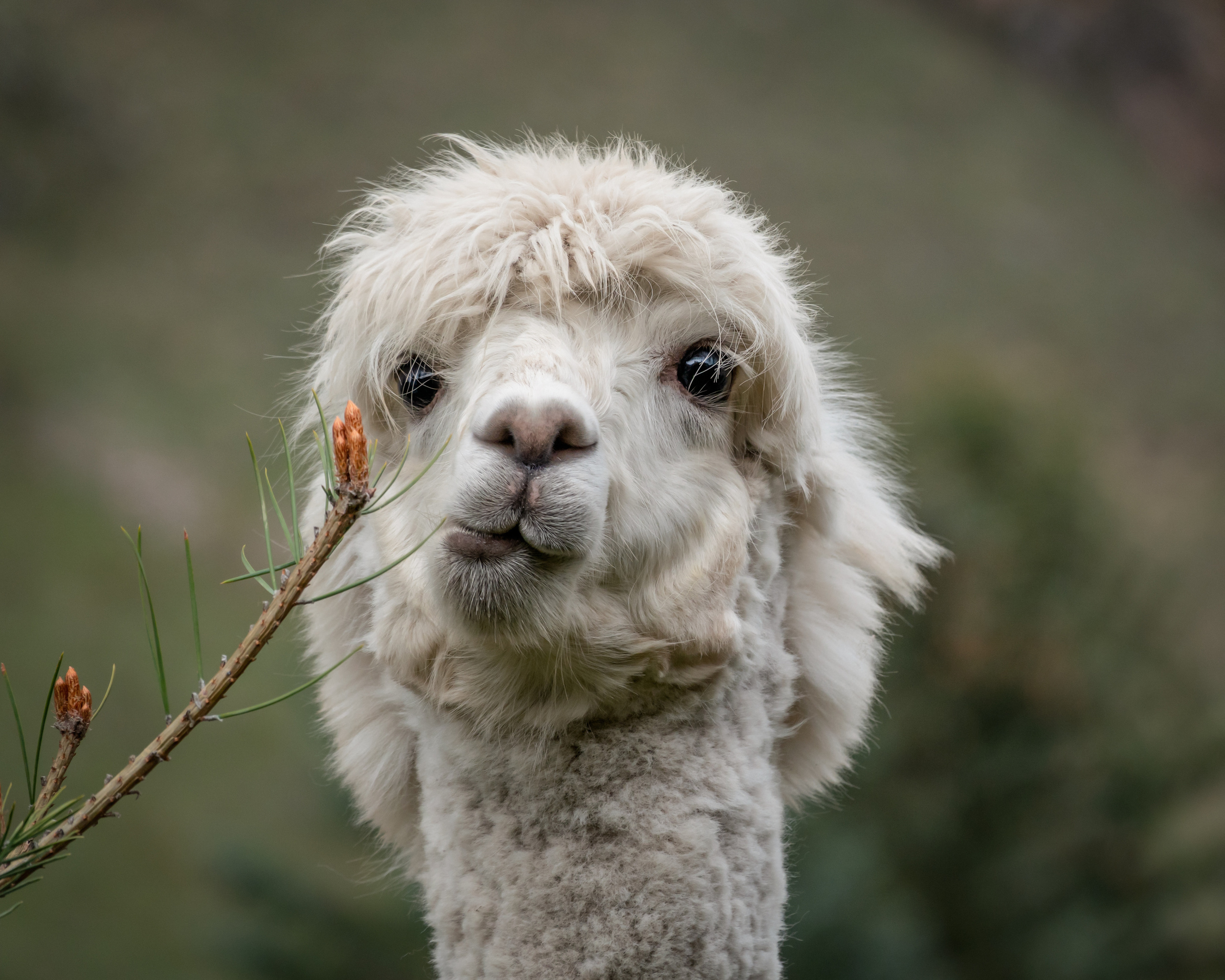 Джил-Су, Кавказ, КБР. Фотограф-анималист в Москве Юлия Лайхо