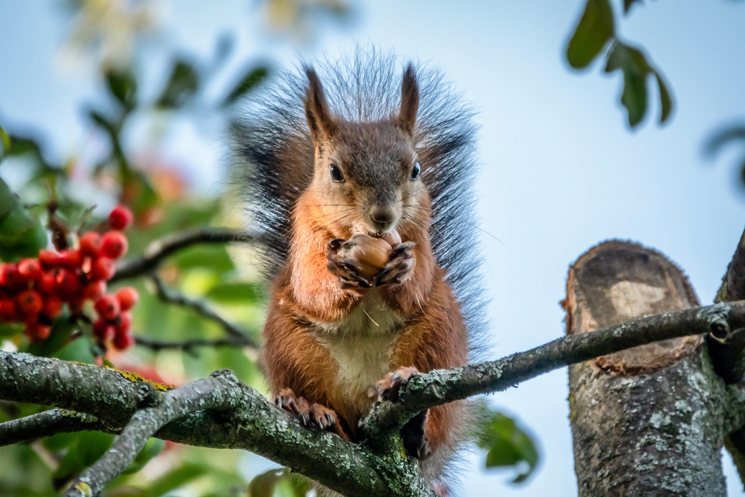 Фотоохота на белочек. Фотограф-анималист в Москве Юлия Лайхо