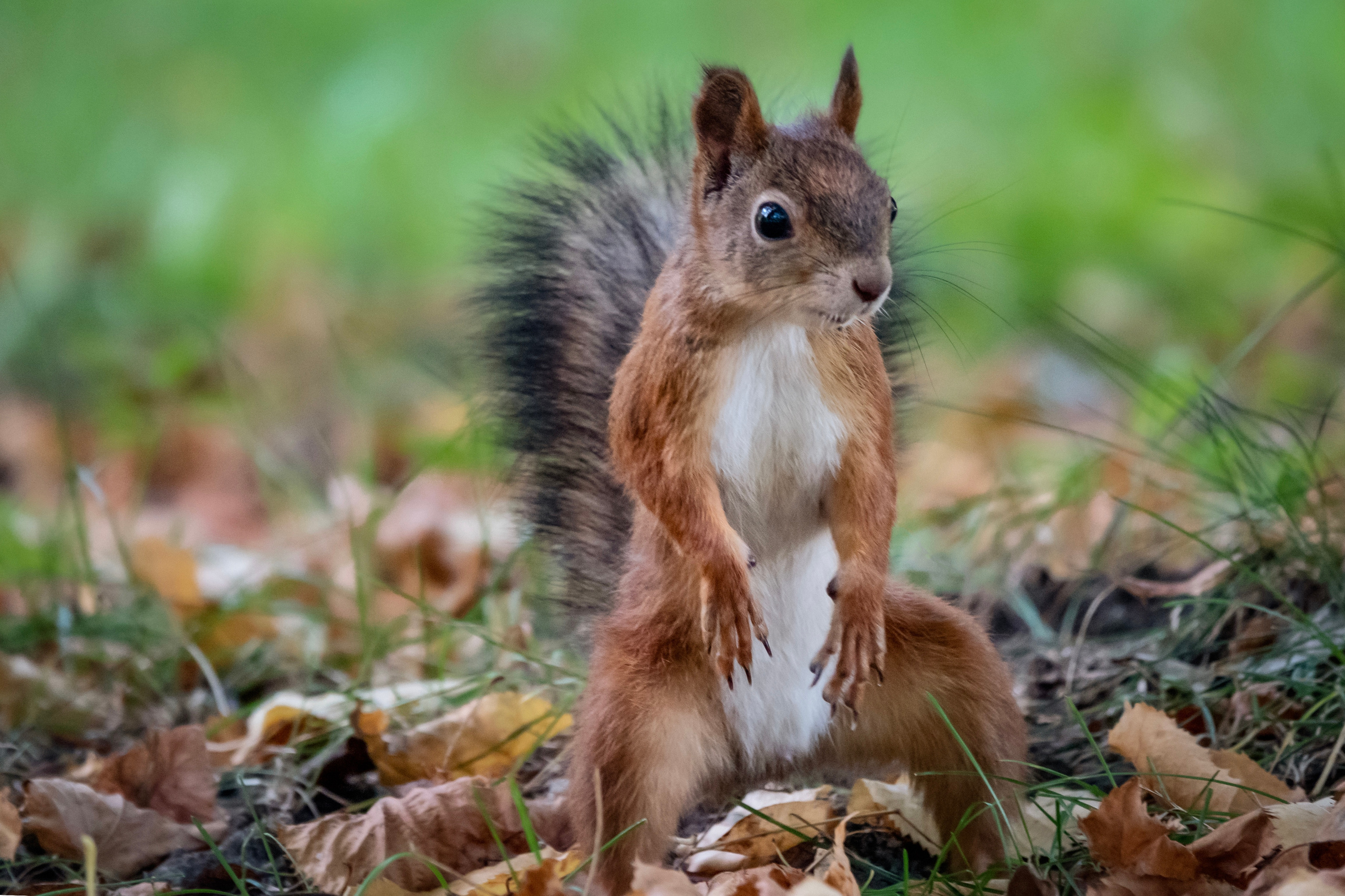Фотоохота на белочек. Фотограф-анималист в Москве Юлия Лайхо