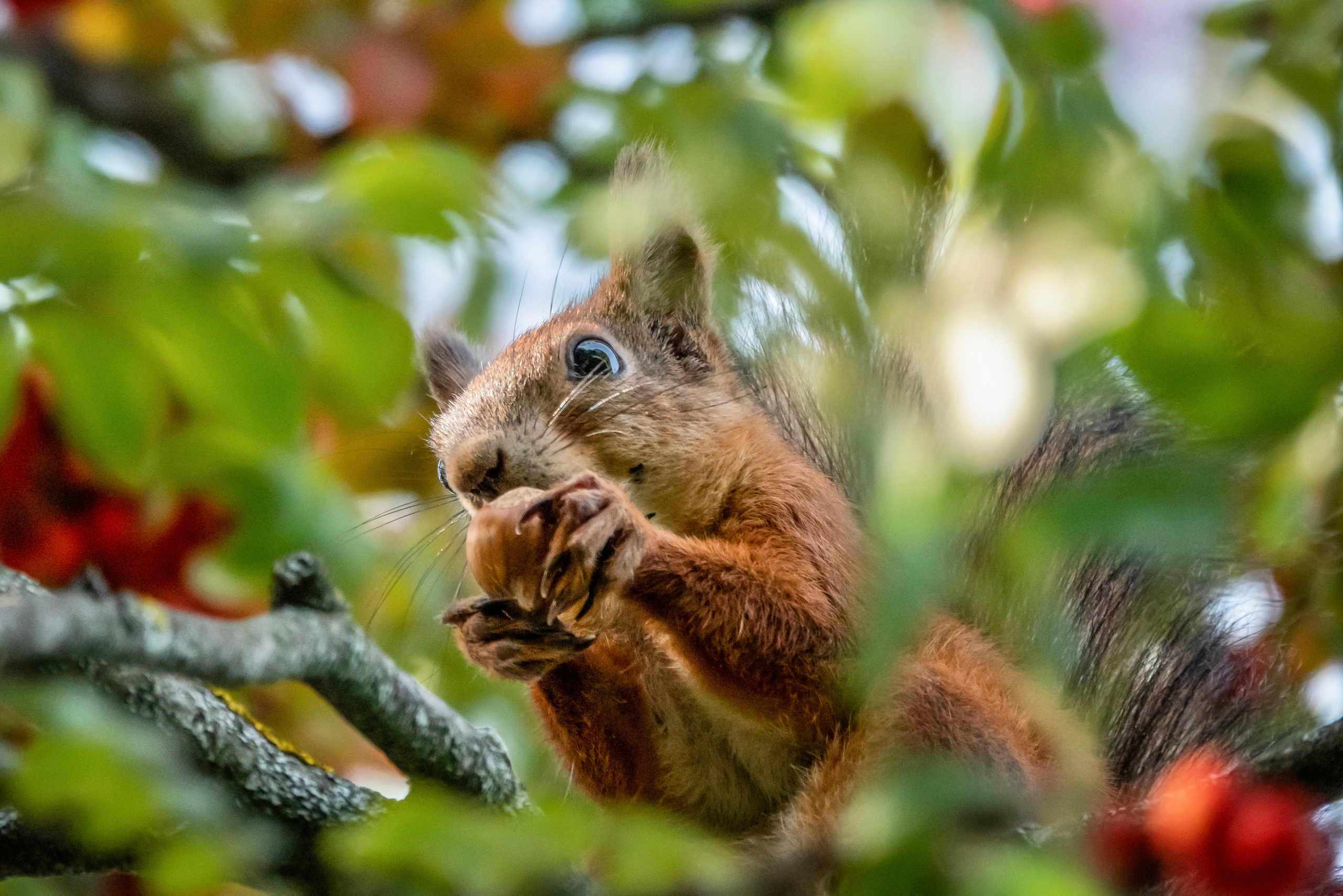 Фотоохота на белочек. Фотограф-анималист в Москве Юлия Лайхо