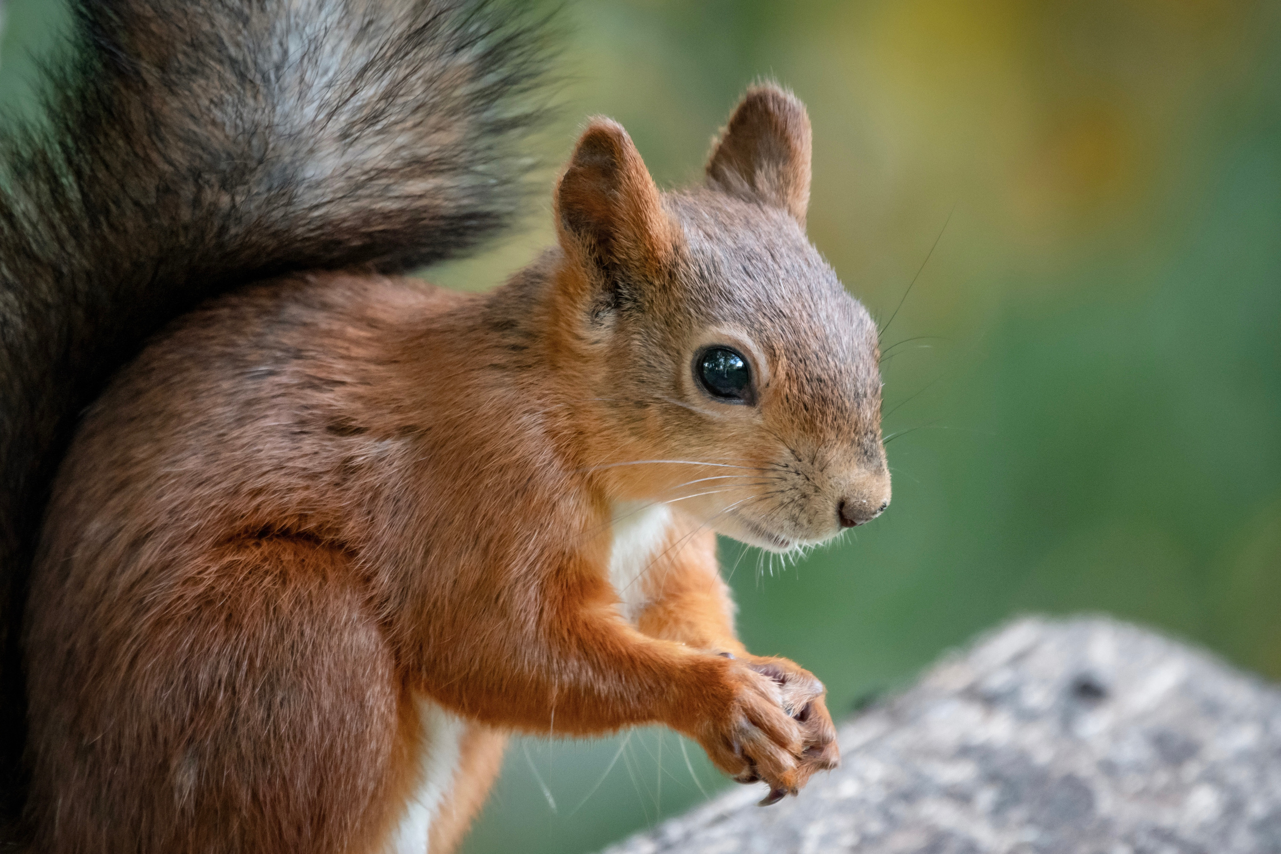 Фотоохота на белочек. Фотограф-анималист в Москве Юлия Лайхо