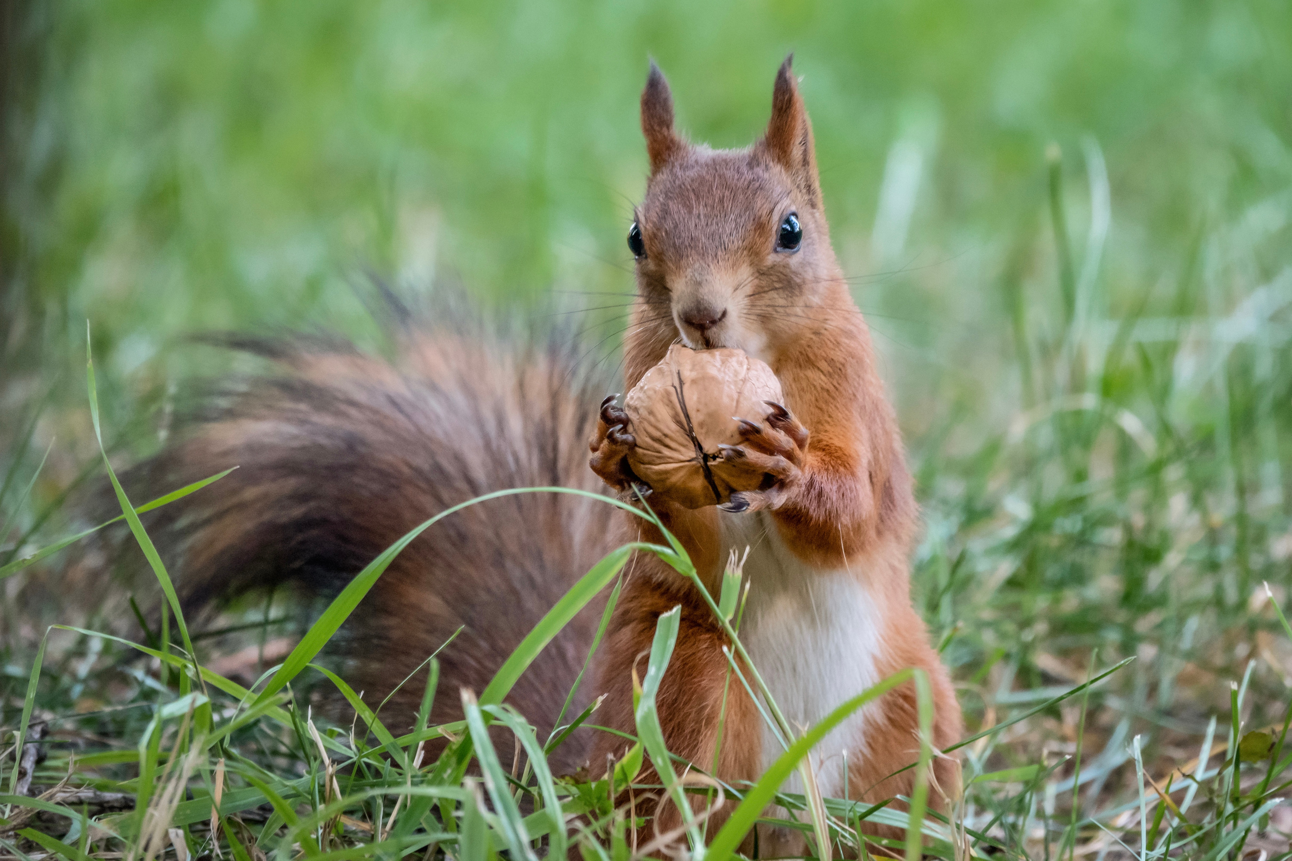 Фотоохота на белочек. Фотограф-анималист в Москве Юлия Лайхо
