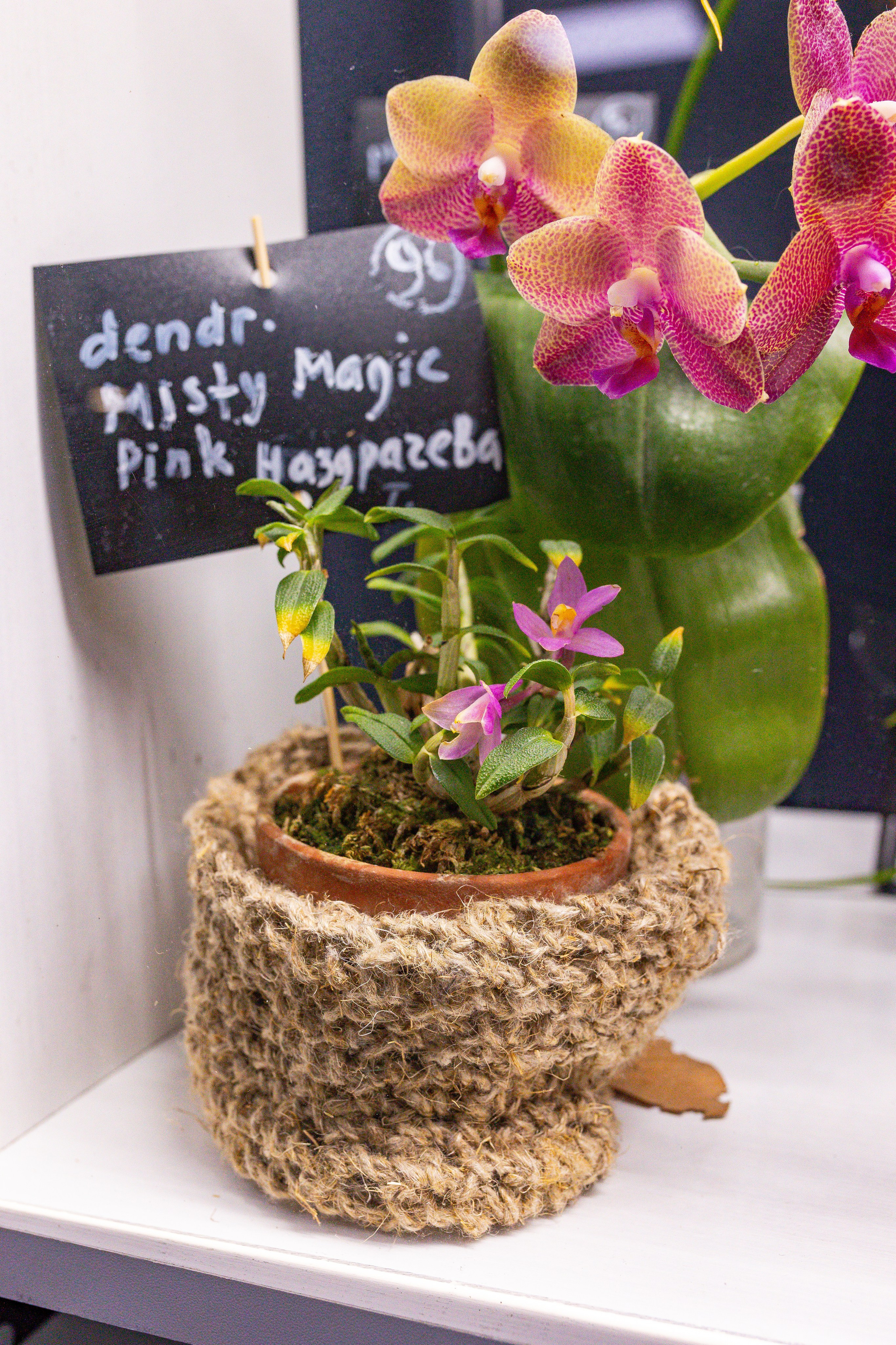 Орхидиум сентябрь 2025. Александра Куликова фотограф, Москва