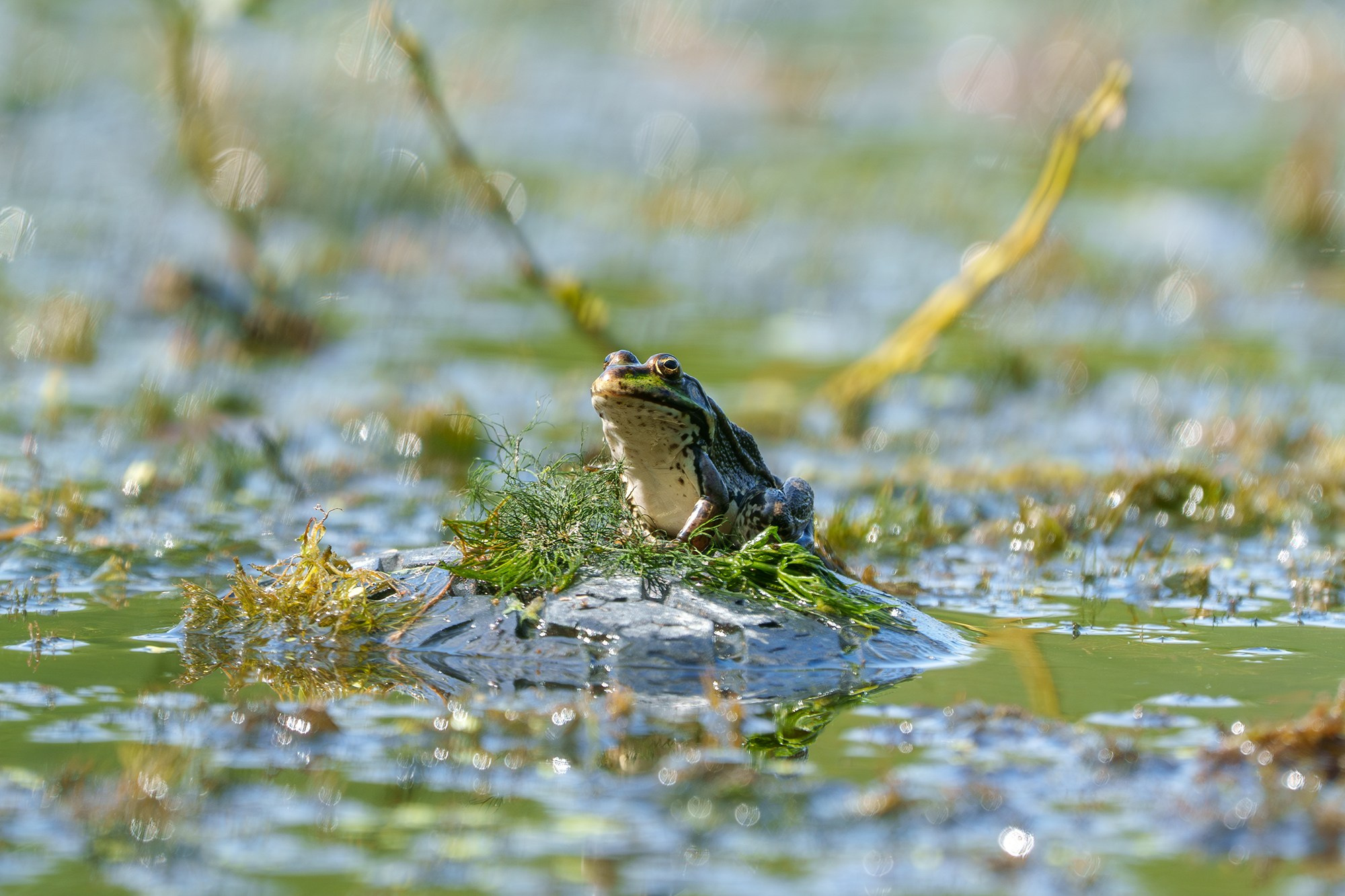 Животные. Ваш личный фотограф Марина Волкова