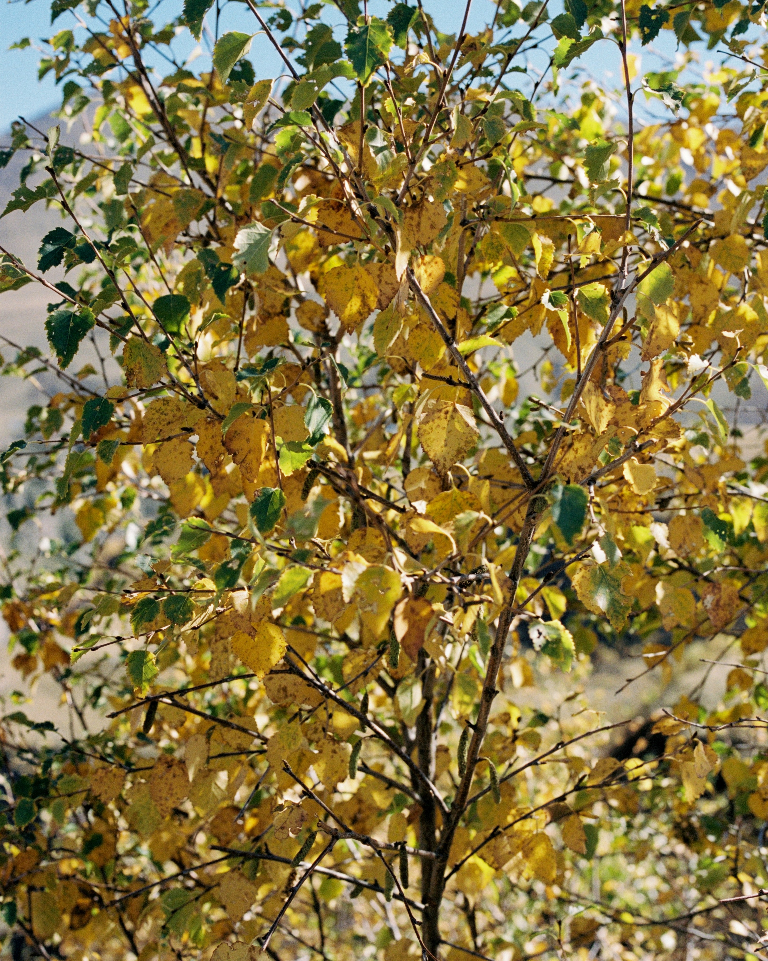 KAVKAZ. Kirill Shashkov