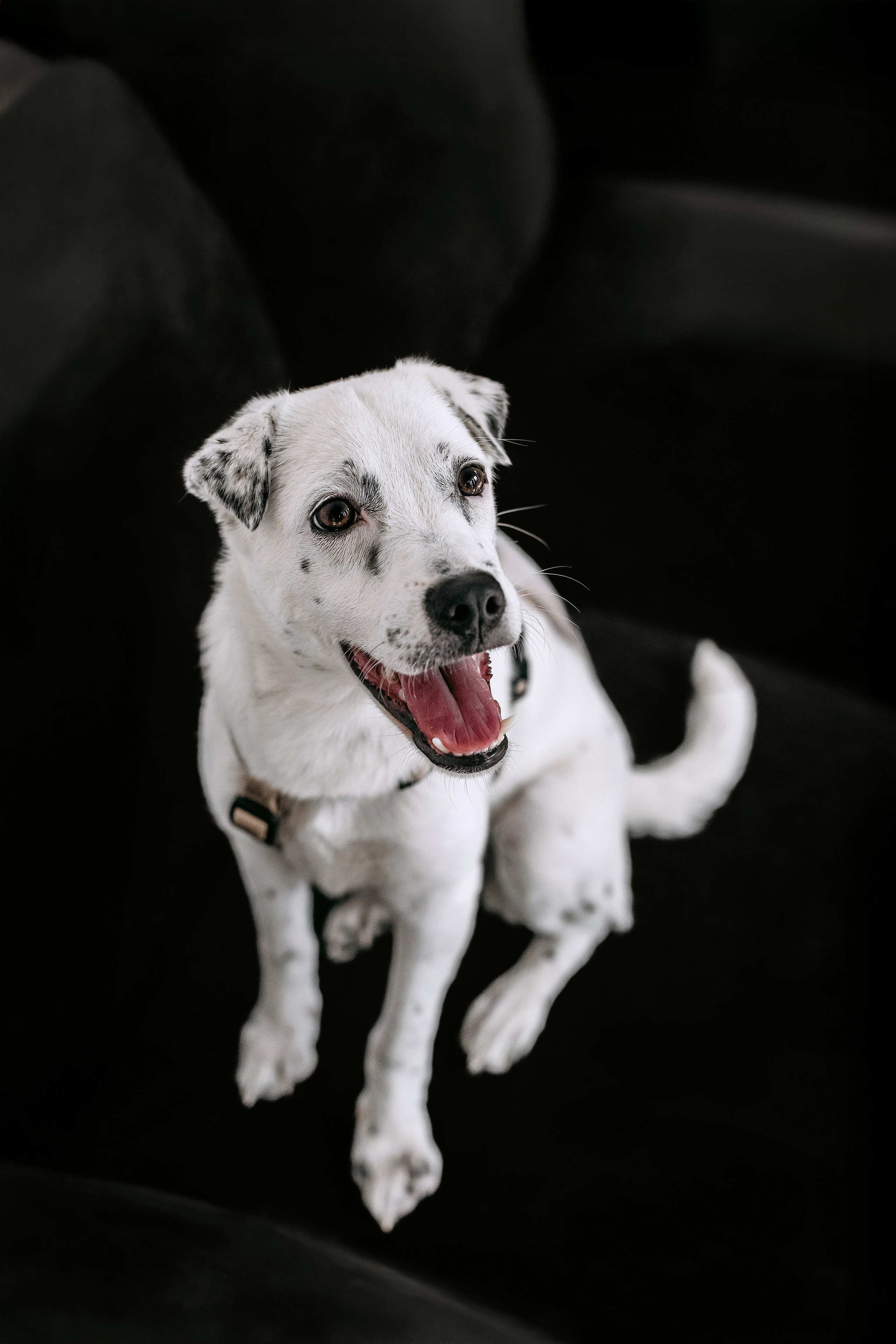 Студия лето 2025. Фотограф-анималист Татьяна Степанова