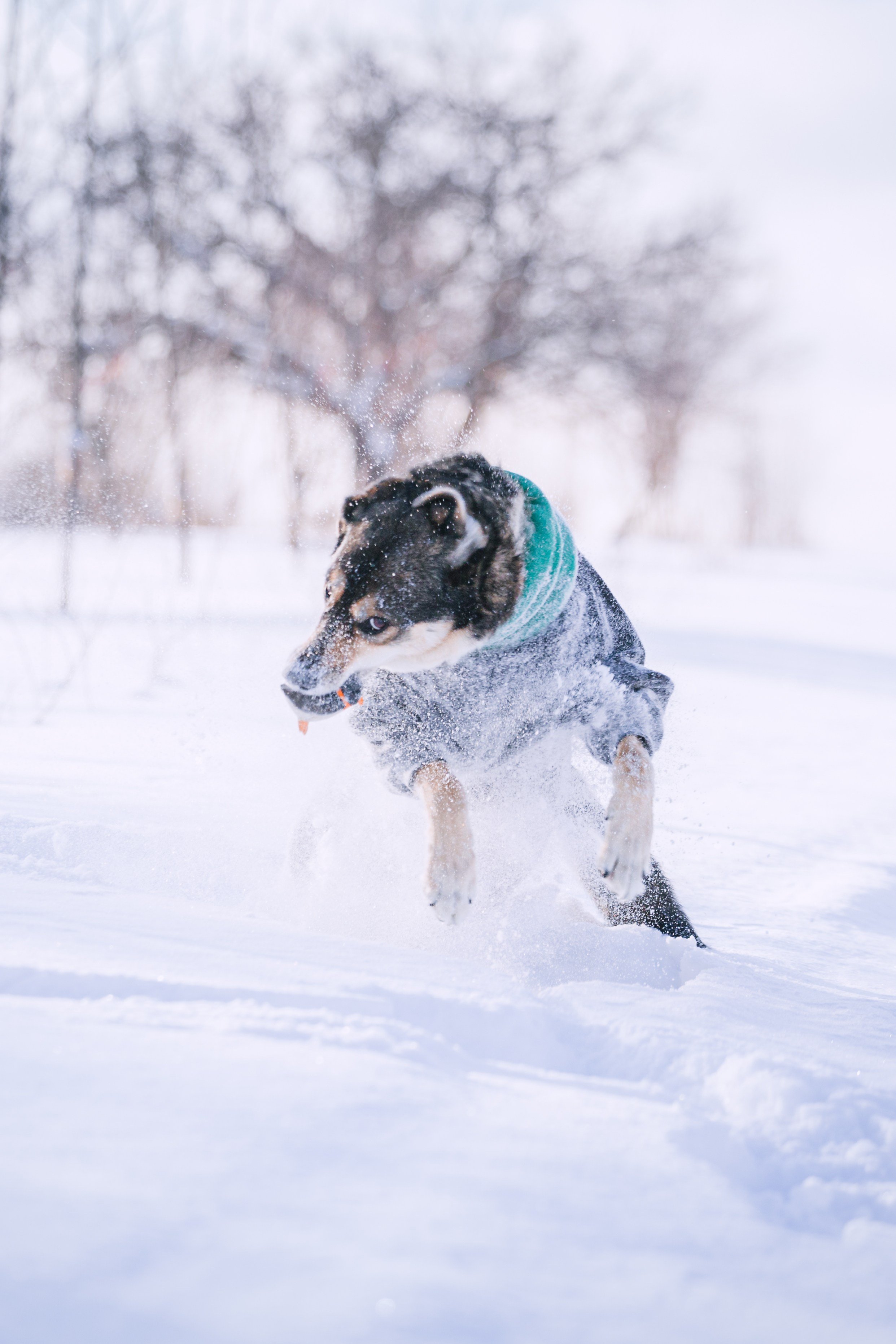 Зимняя экспресс съемка Дюка. Фотограф-анималист Татьяна Степанова