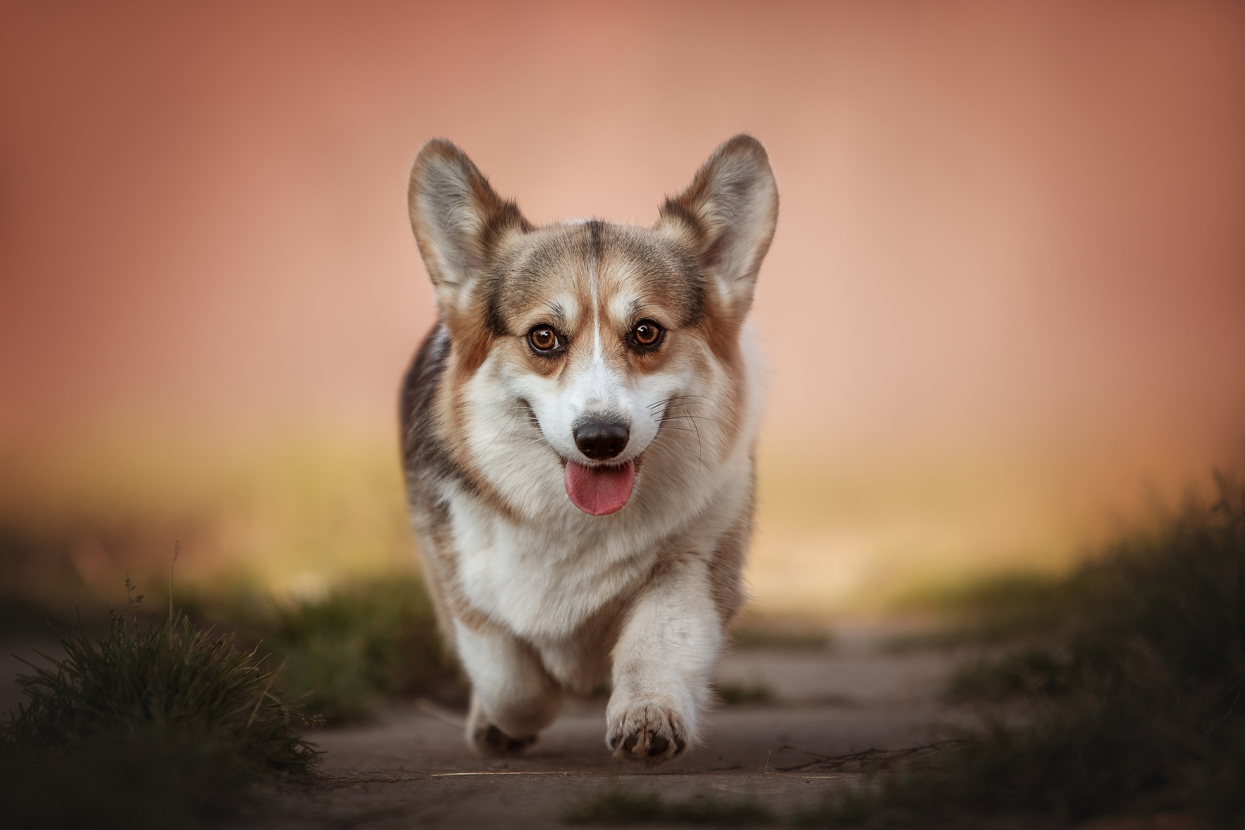 Анималистика. Репортажный фотограф Мария Мадзик