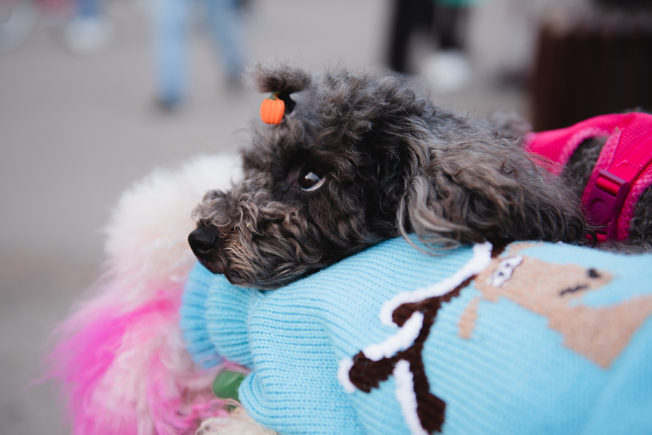 Pets. Фотограф в Москве Daria Lens