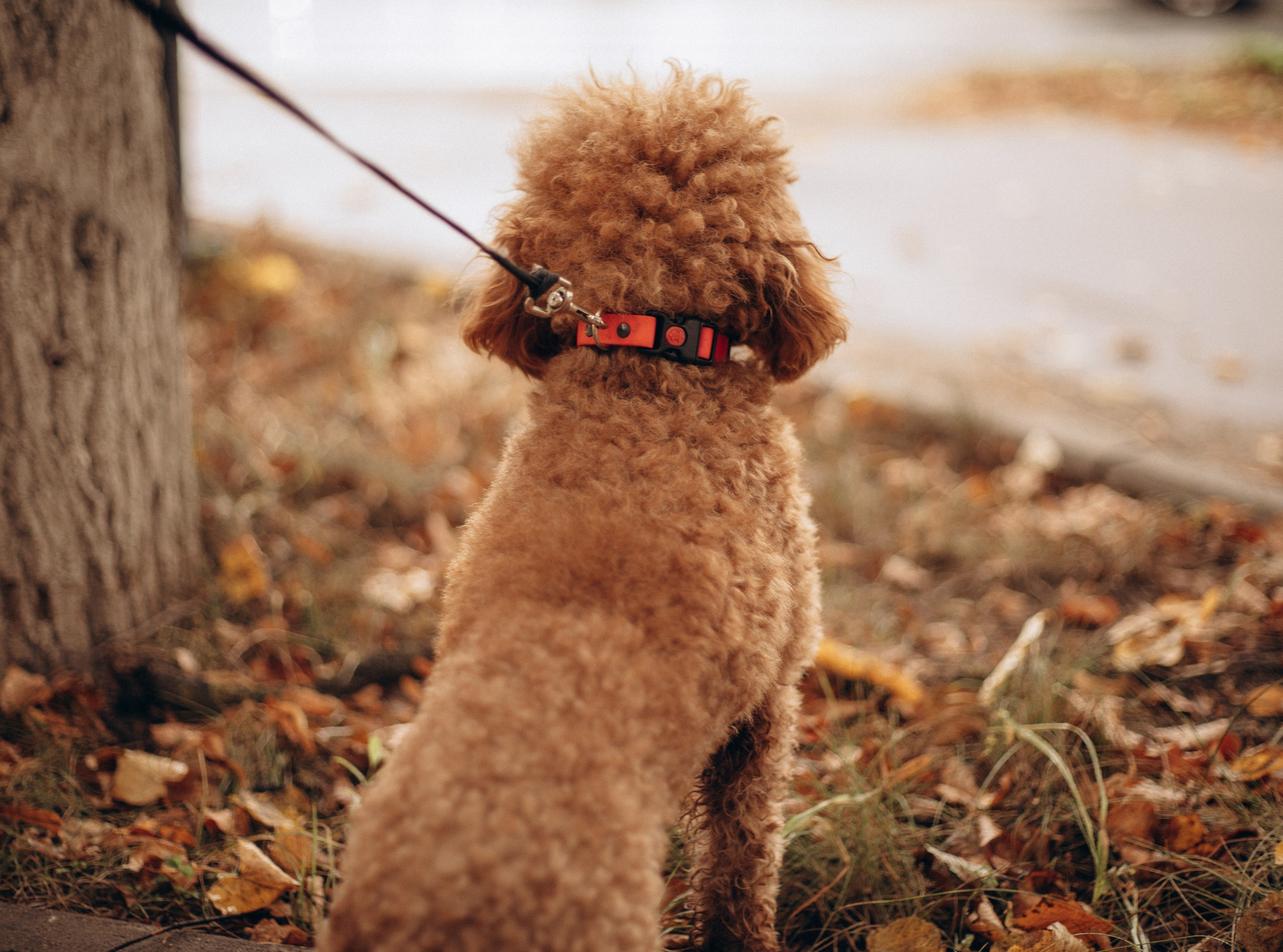 Съемки с питомцем. Tenny-Tiny Ph