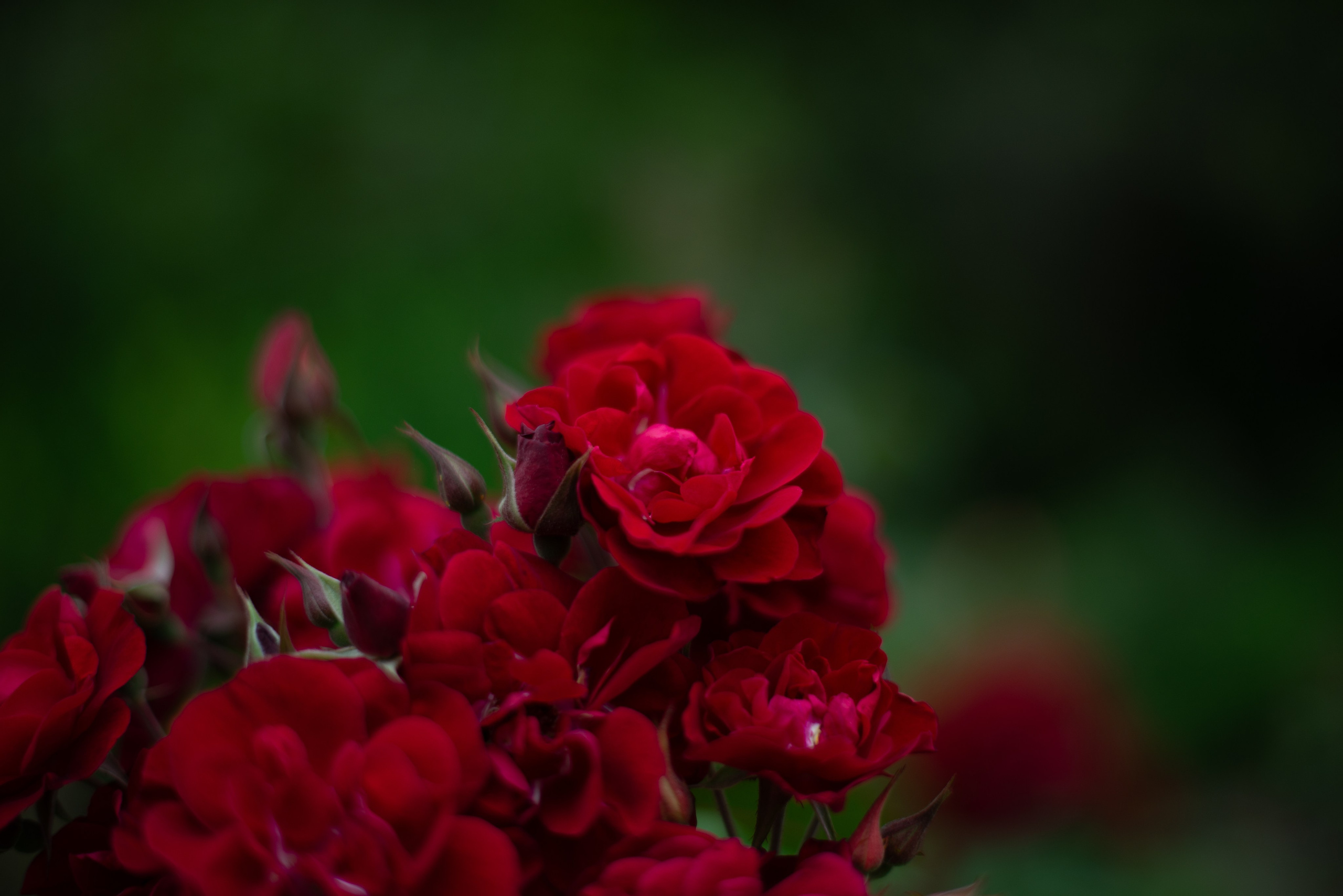 Цветы сада МГУ. Victoria Radjevna Репортажный Фотограф — Видеограф Москва • Санкт-Петербург