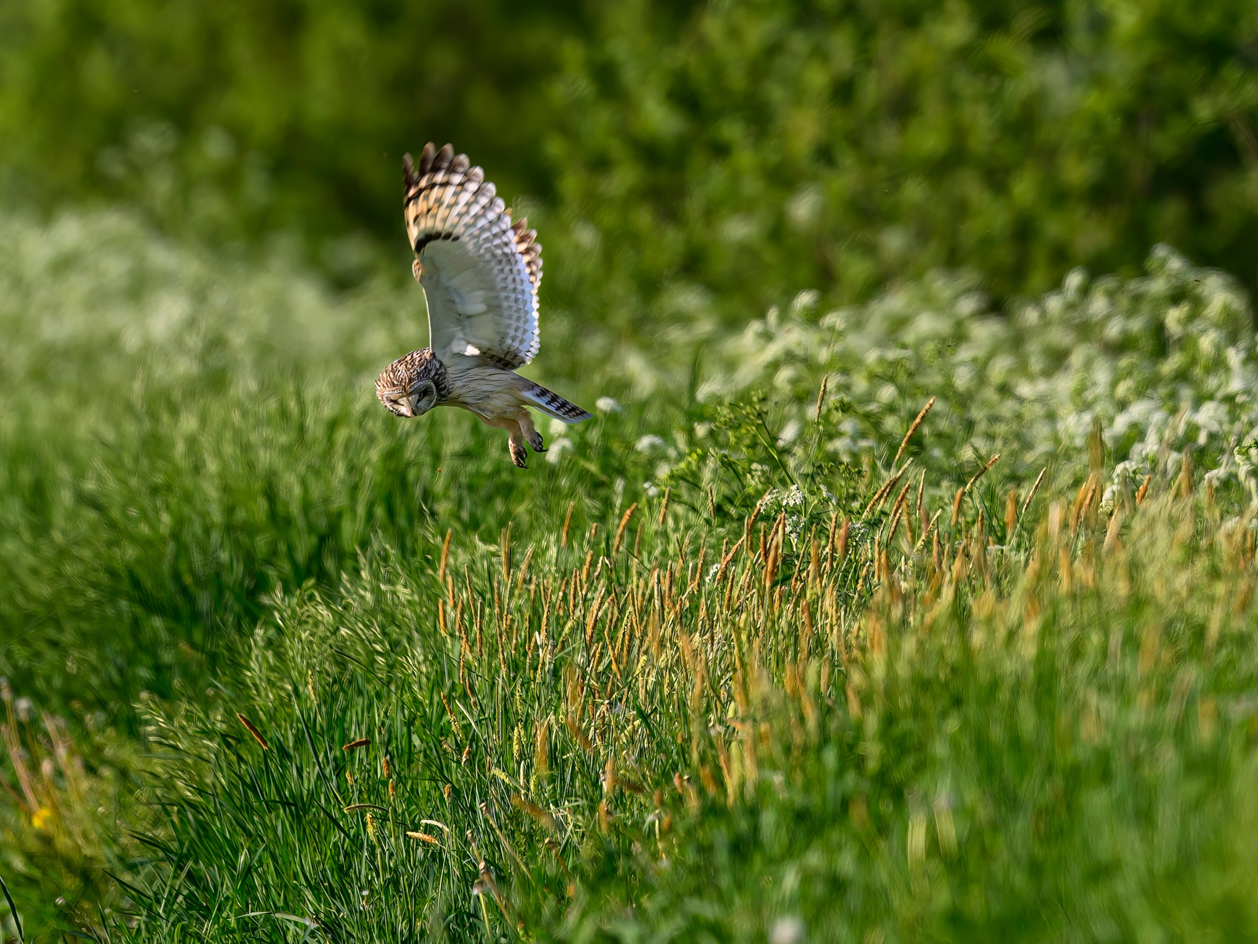 Охота сов. Фотограф Сергей Пупонин