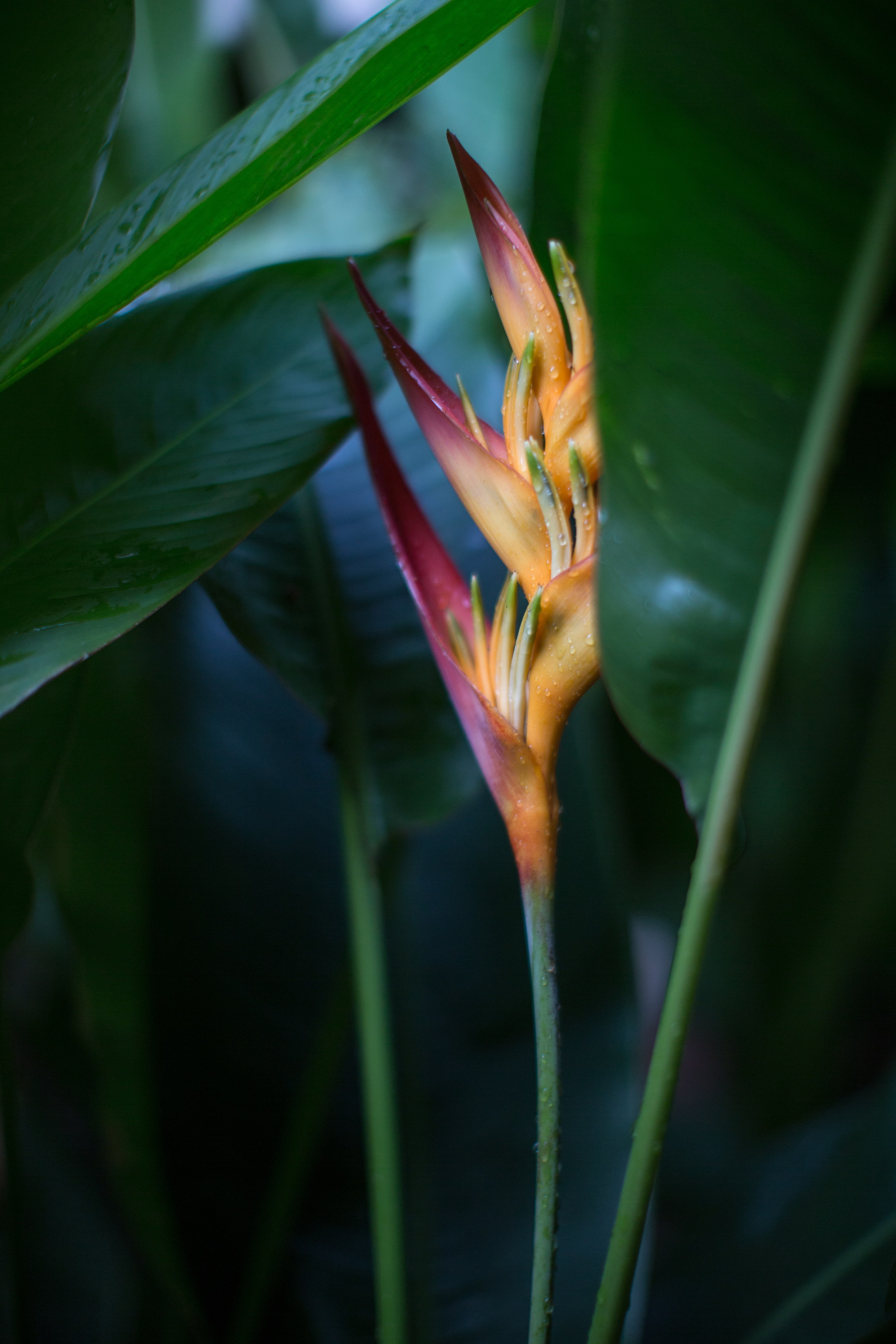 Танзания. Добродеева Алла фотограф, Москва