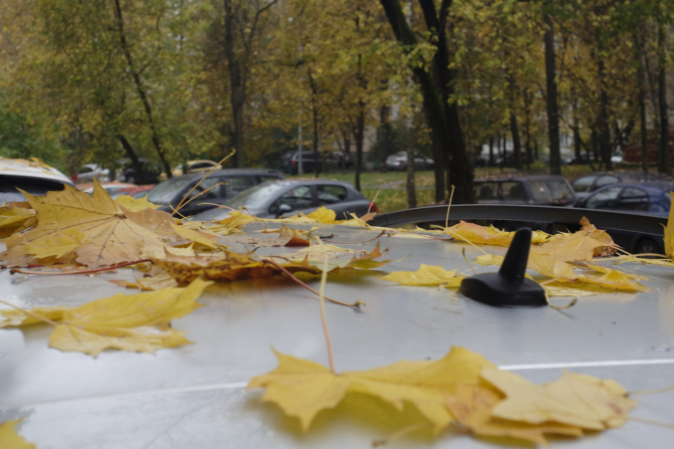 Старое природное, отбирала Katamount (Катерина Горохова). Главная