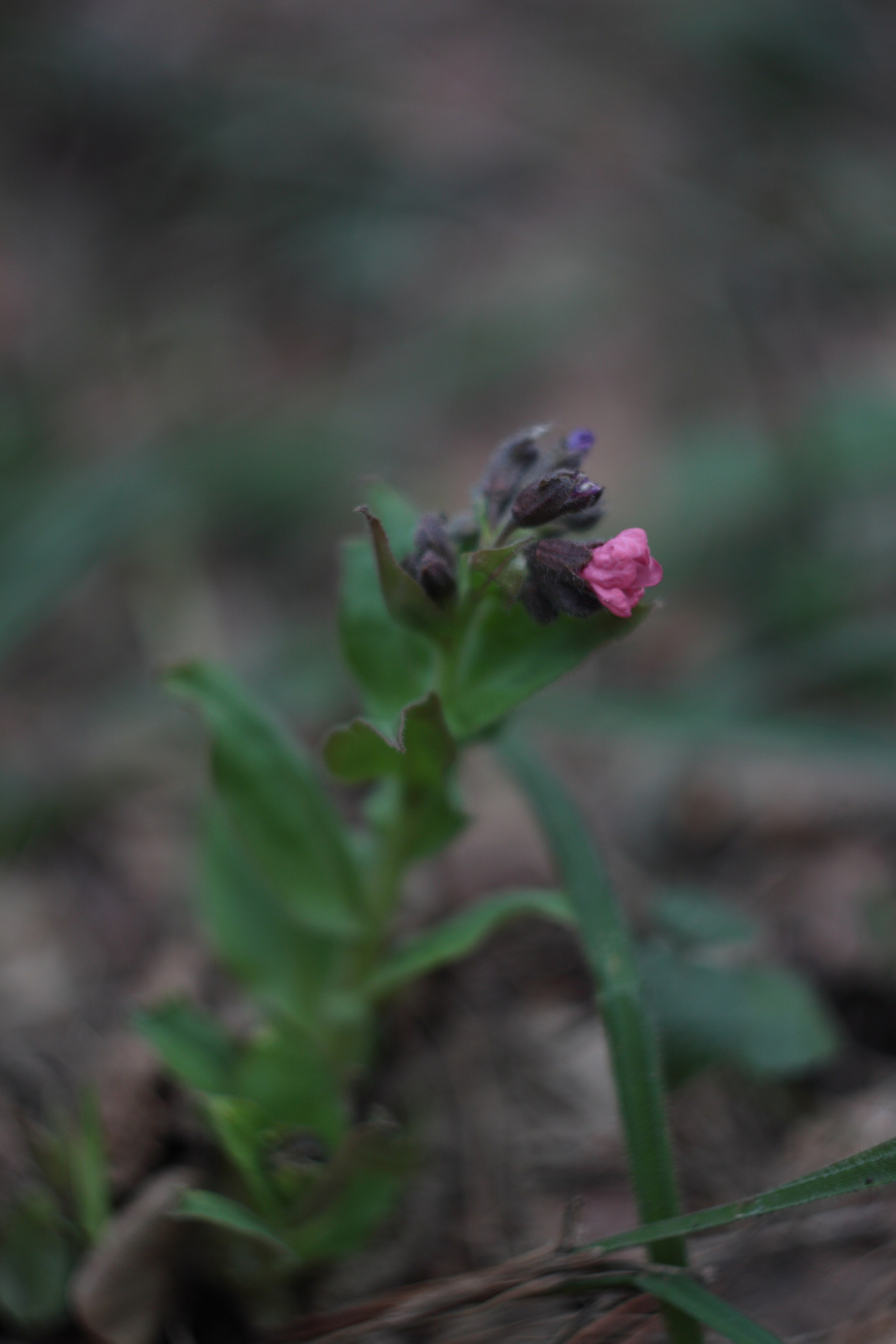 Старое природное, отбирала Katamount (Катерина Горохова). Главная
