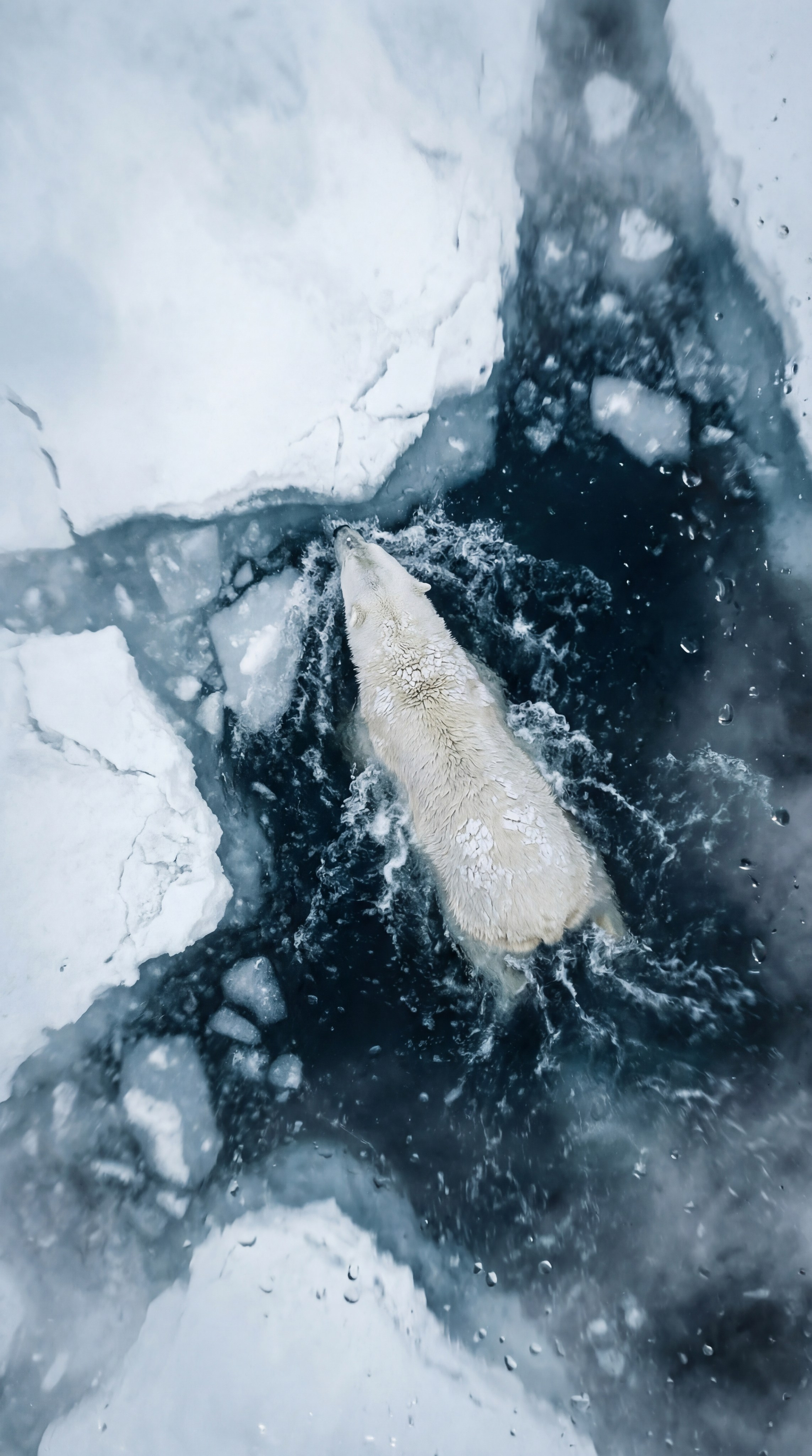 Животные фотогенерации. AI‑креатор: фото‑ и видео‑креативы на нейросетях