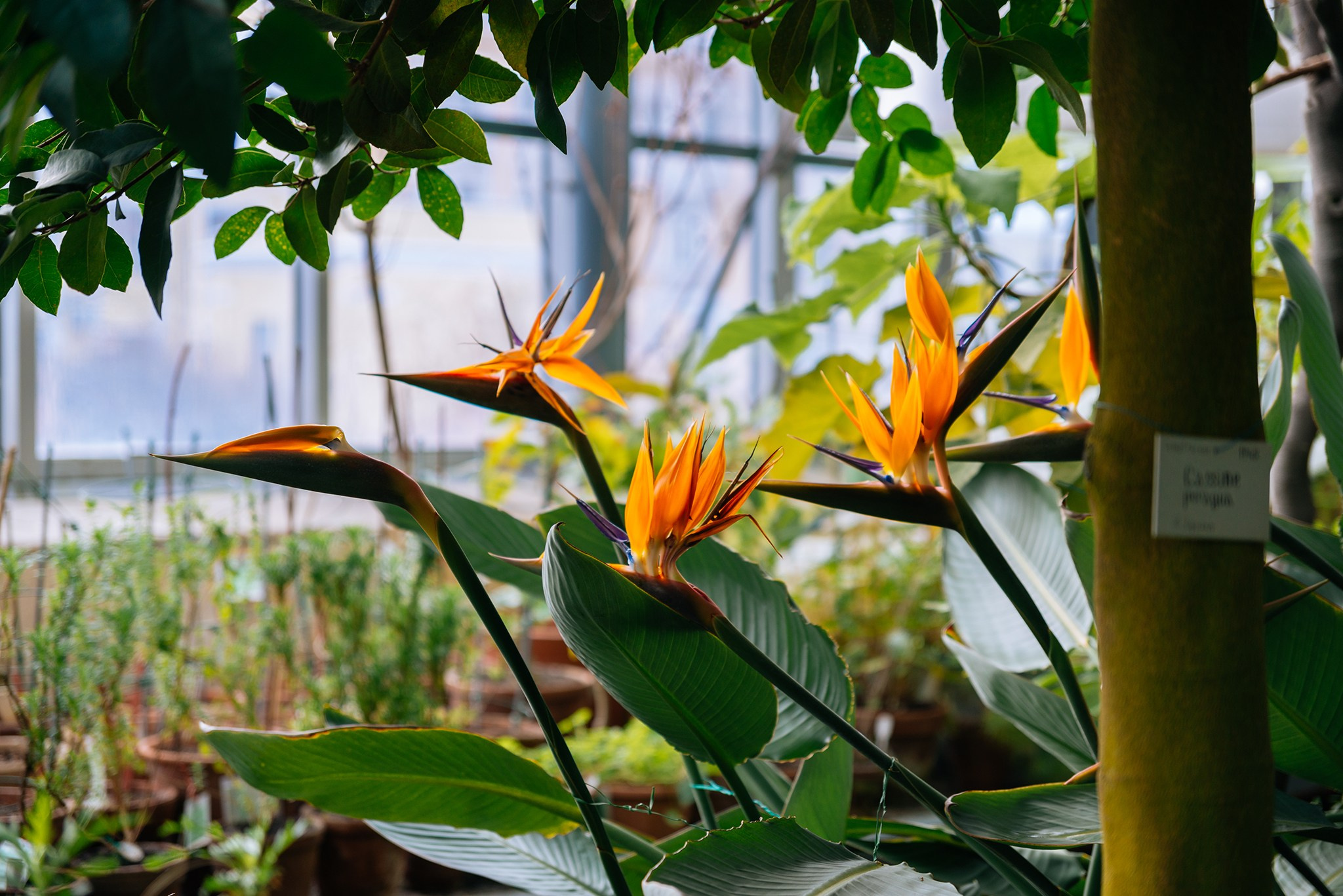 Ботанический сад. Субтропический маршрут. Март 26. Репортажный фотограф в Санкт-Петербурге Анастасия Клёпова