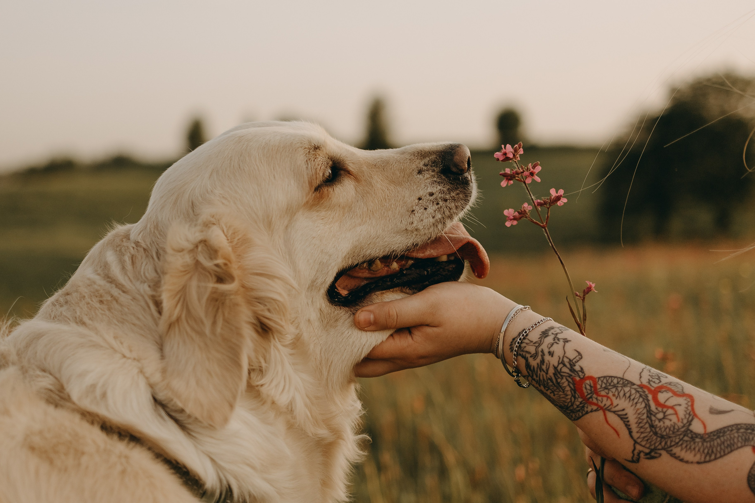 Милка и ребята. Фотограф — Анималист | Санкт-Петербург