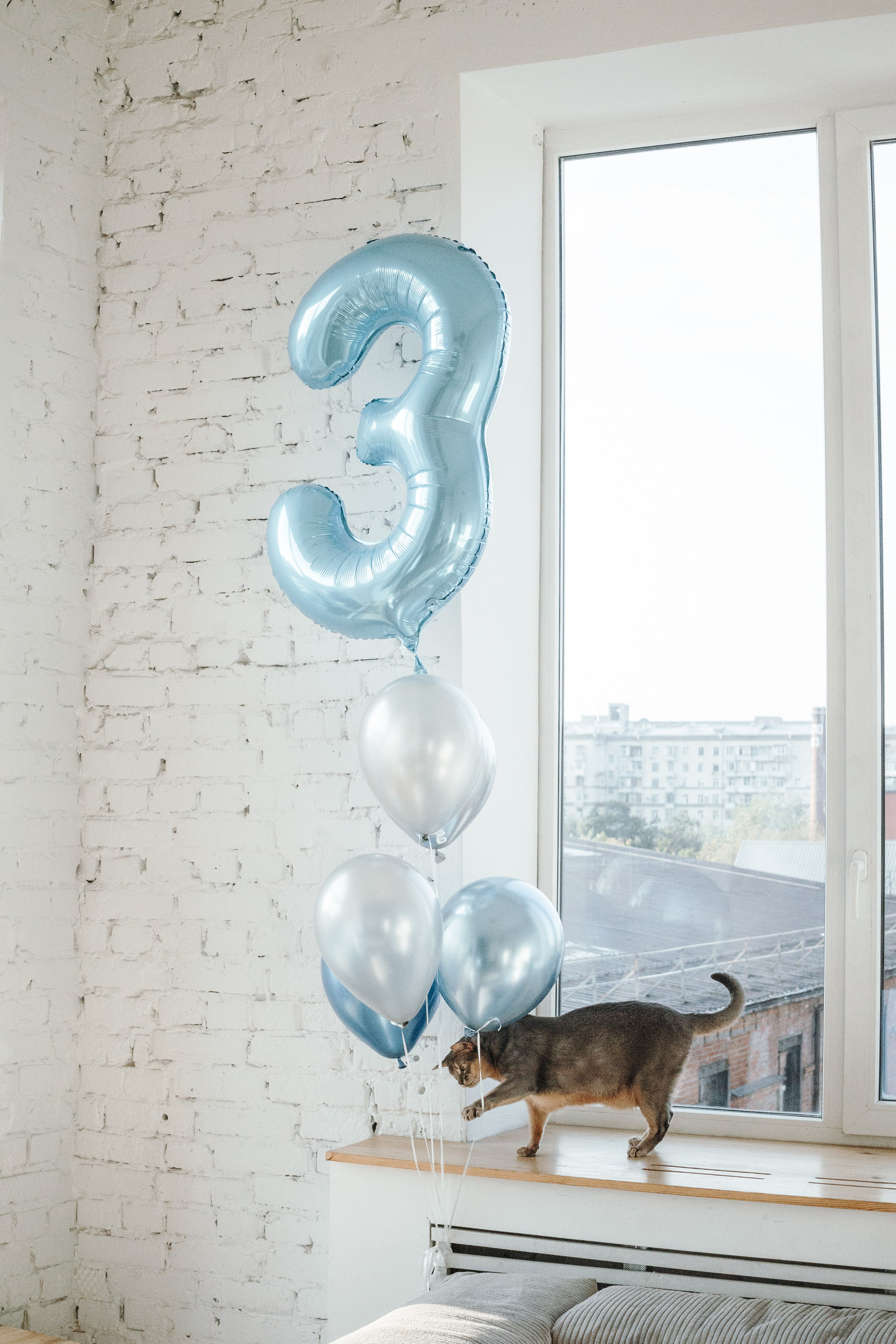 Циско и его семья. Фотограф — Анималист | Санкт-Петербург