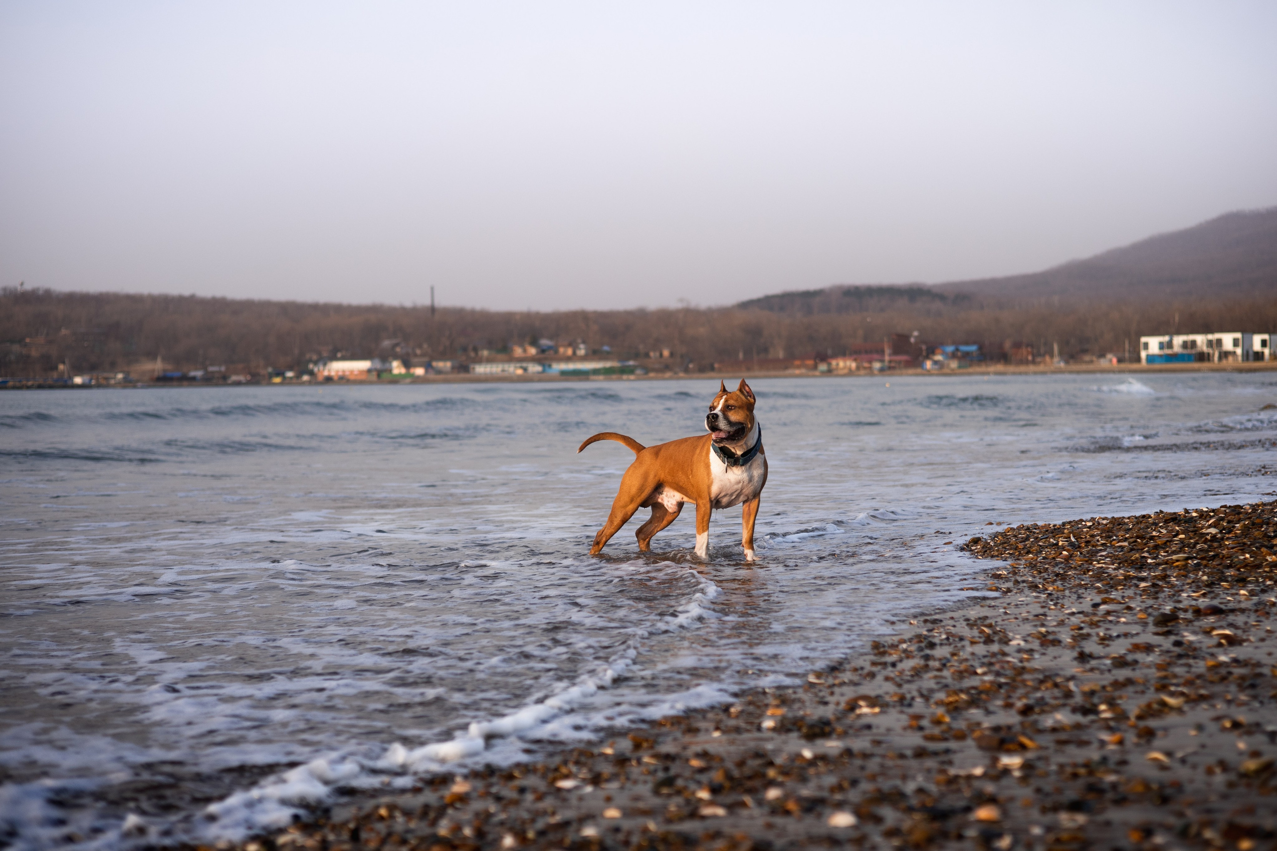 Юля и Харви. Фотограф — анималист Владивосток, Алина