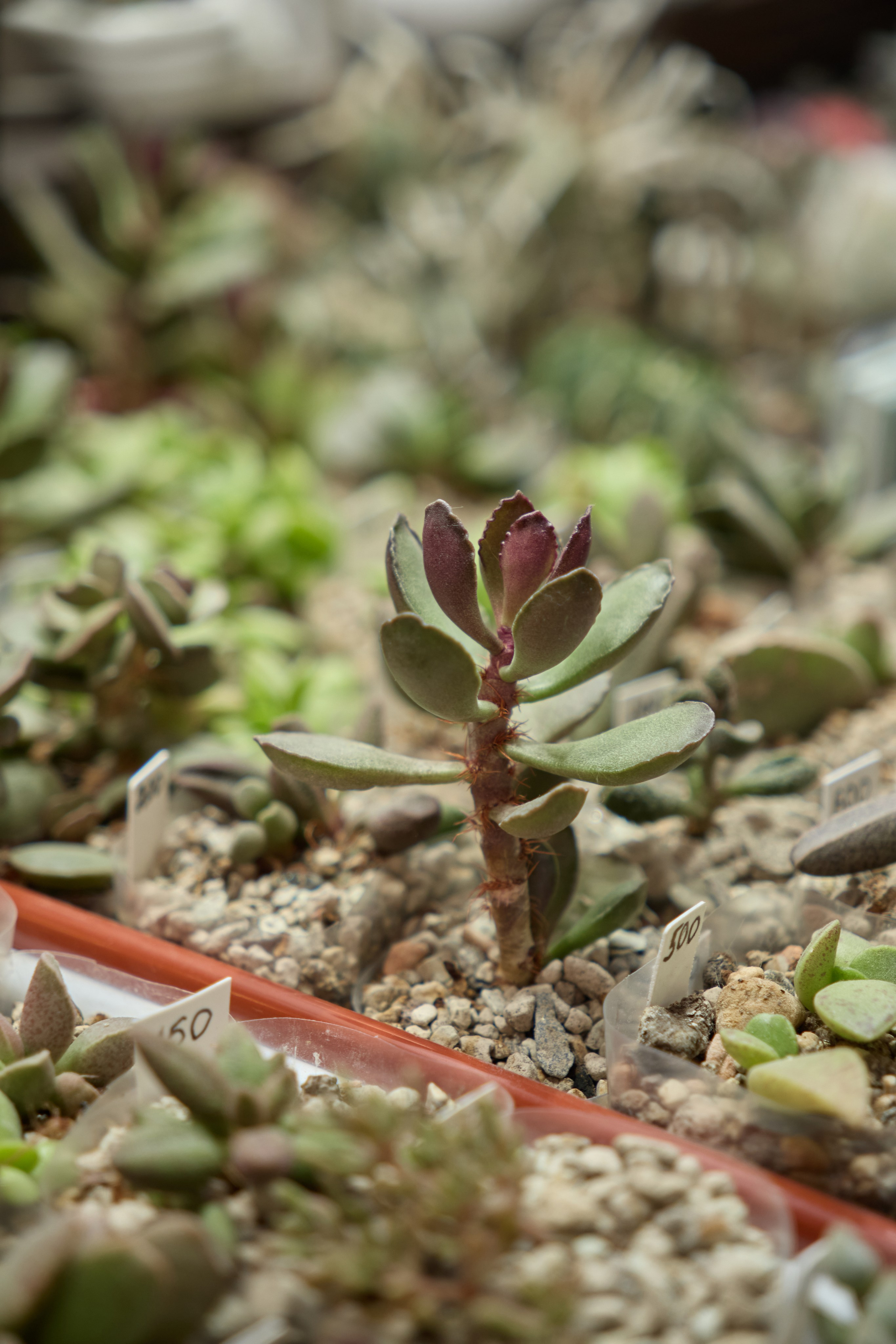 Цветочная ярмарка